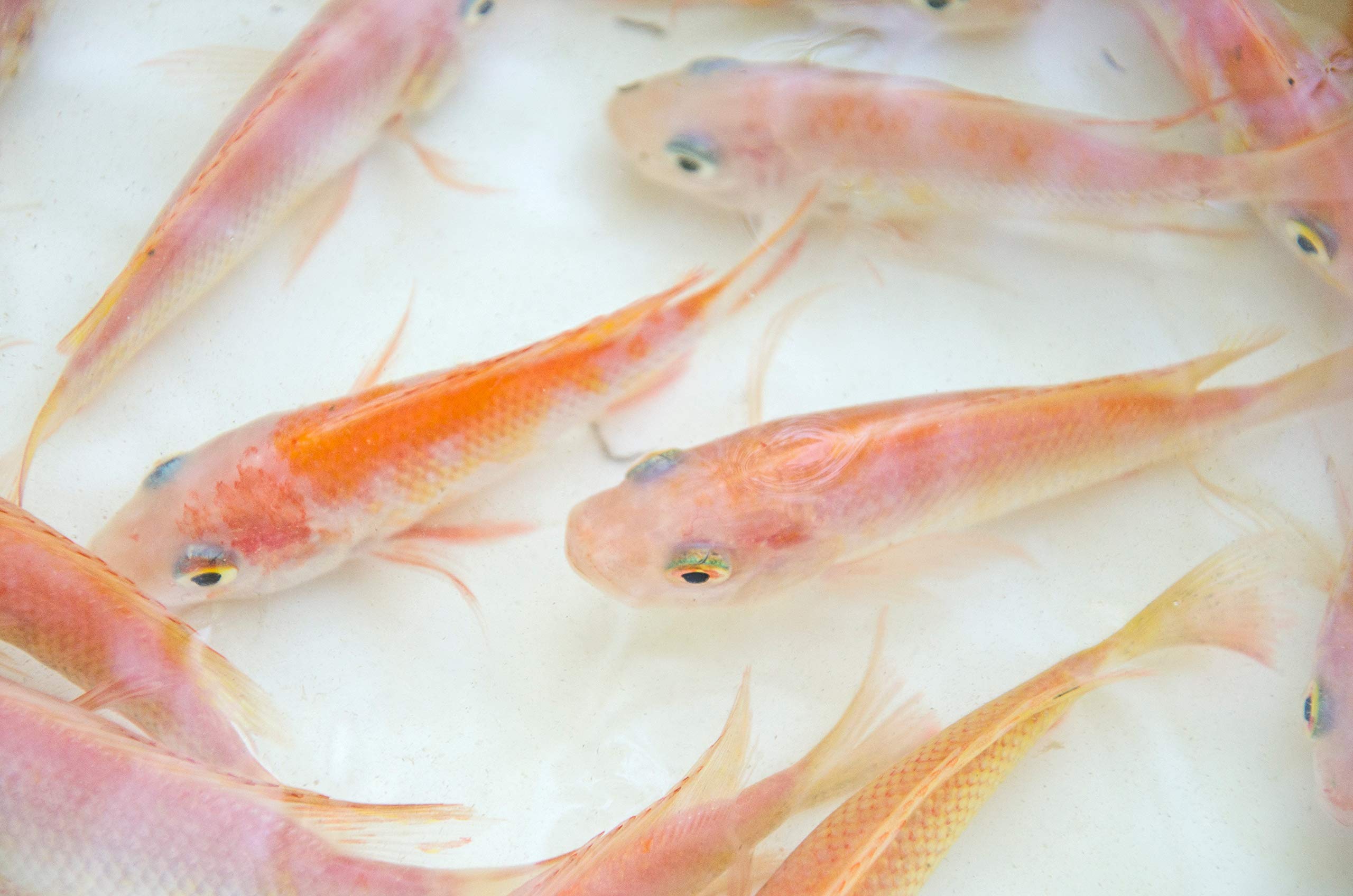 25 Red Nile Tilapia Fingerlings, Aquaculture, Aquaponics, Aquarium Fish Tank