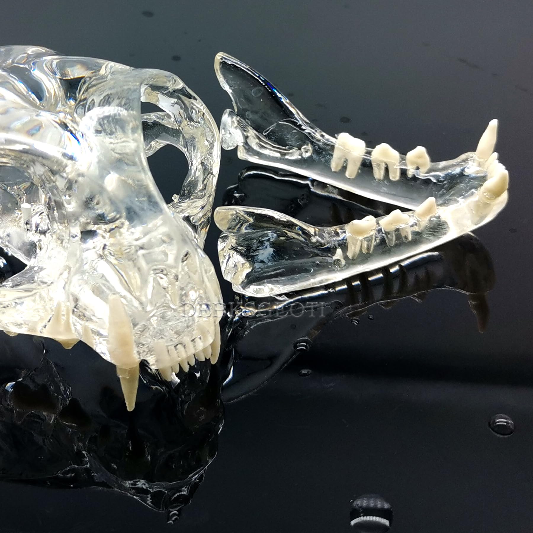 Transparenter Katzenschädel für Katzen, Zahnmodell, Mundzahnmodell, Haustierklinik, anatomisch für Hunde, Tierarztpraxis, Bildung, Dekoration, Demonstration (Katzenschädelmodell)