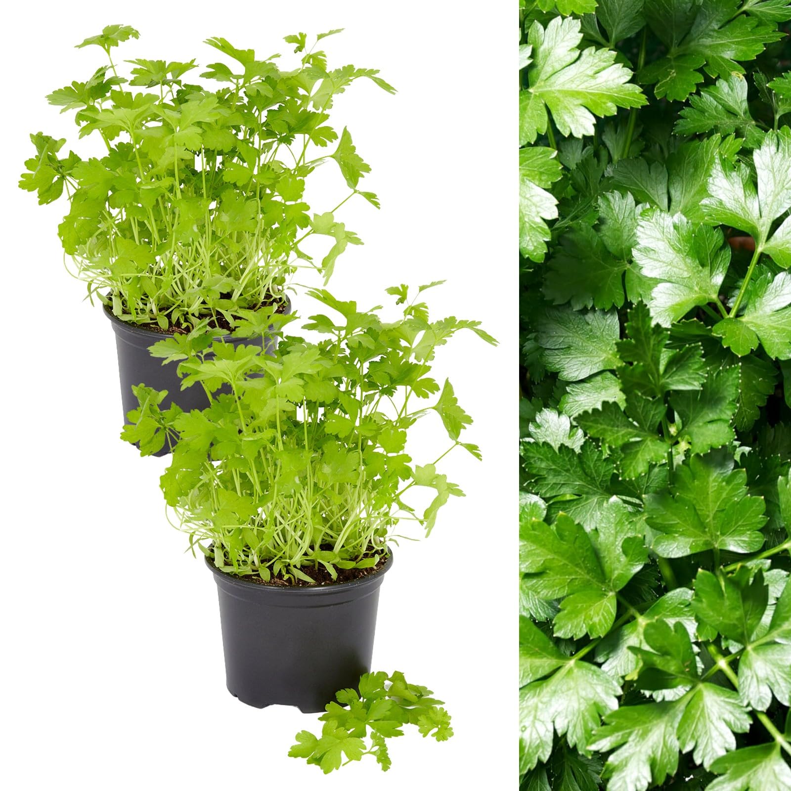 2 x Parsley Flat Leaf in 14cm Pots - Fresh Herb Plants for Use in The Kitchen