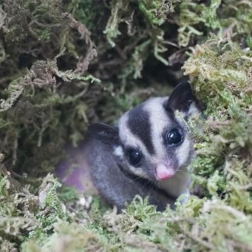 3.5oz Premium Sugar Glider Bedding, Ideal Sugar Glider Cage Accessories