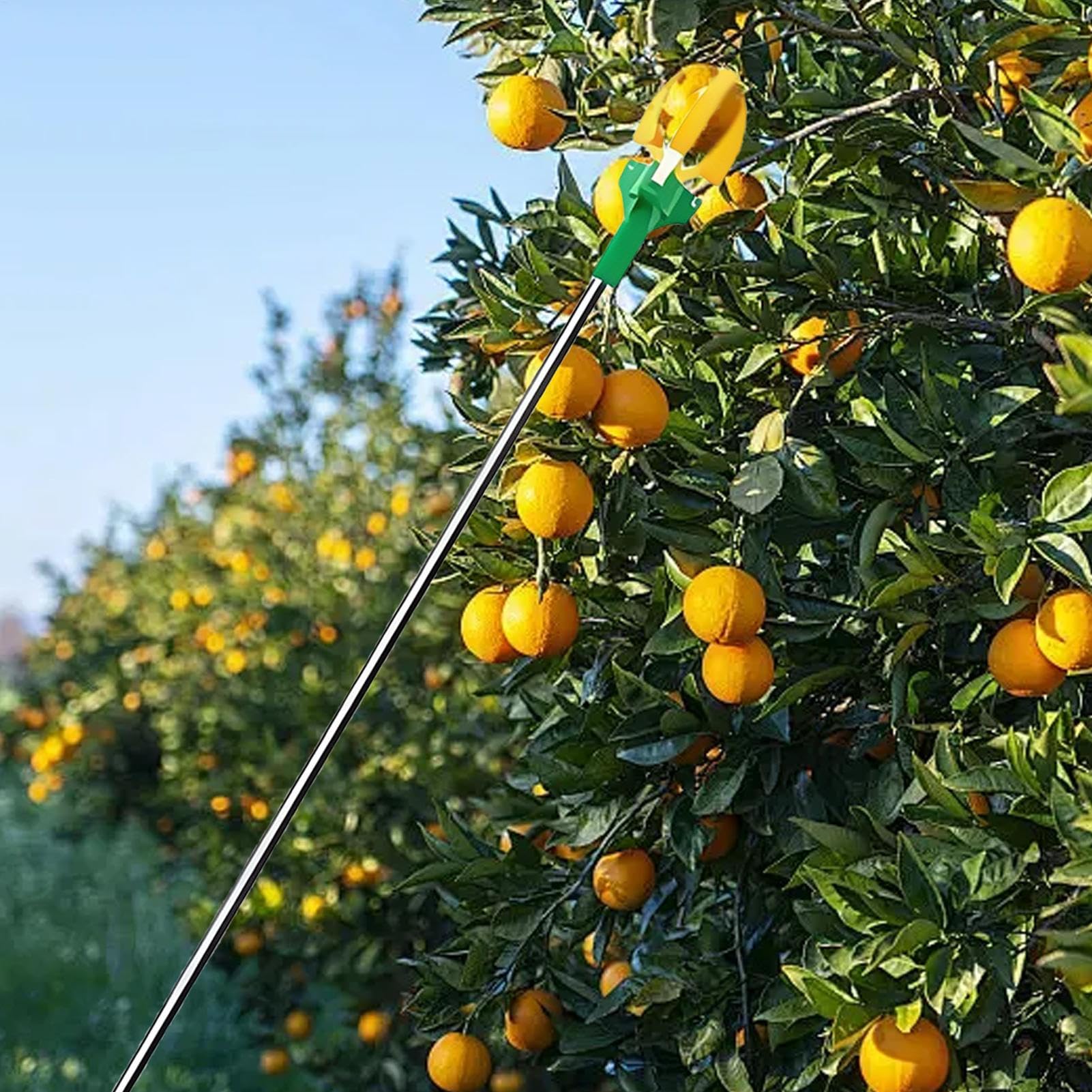 Asta raccogli frutta a tre artigli, telescopica, lunghezza regolabile, attrezzatura per raccogliere pere, nespoli, avocado, ciliegie, cachi