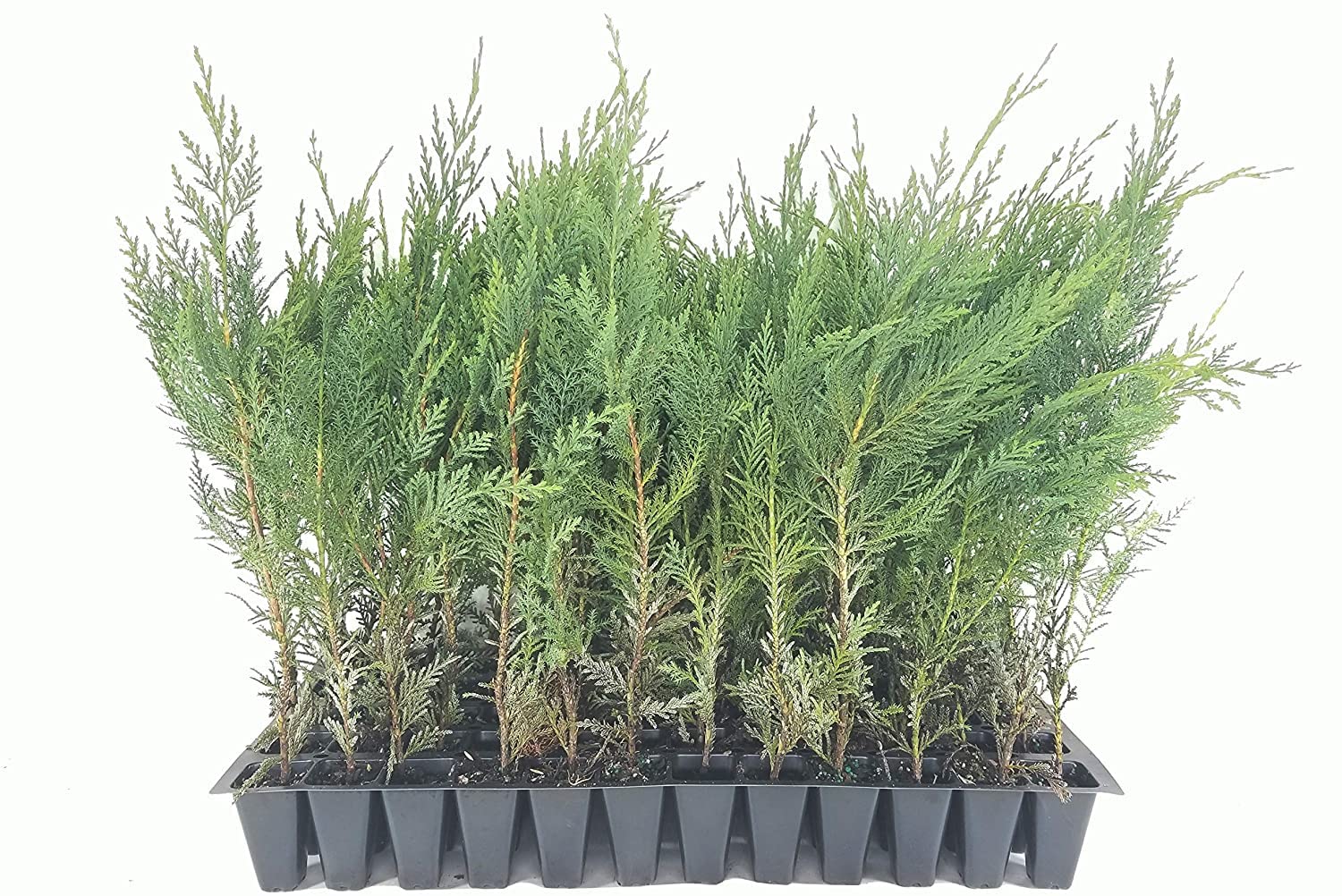 Murray Cypress Tree | 60 Live Plants | Upright Evergreen Privacy Screen | Cupressus x Leylandii