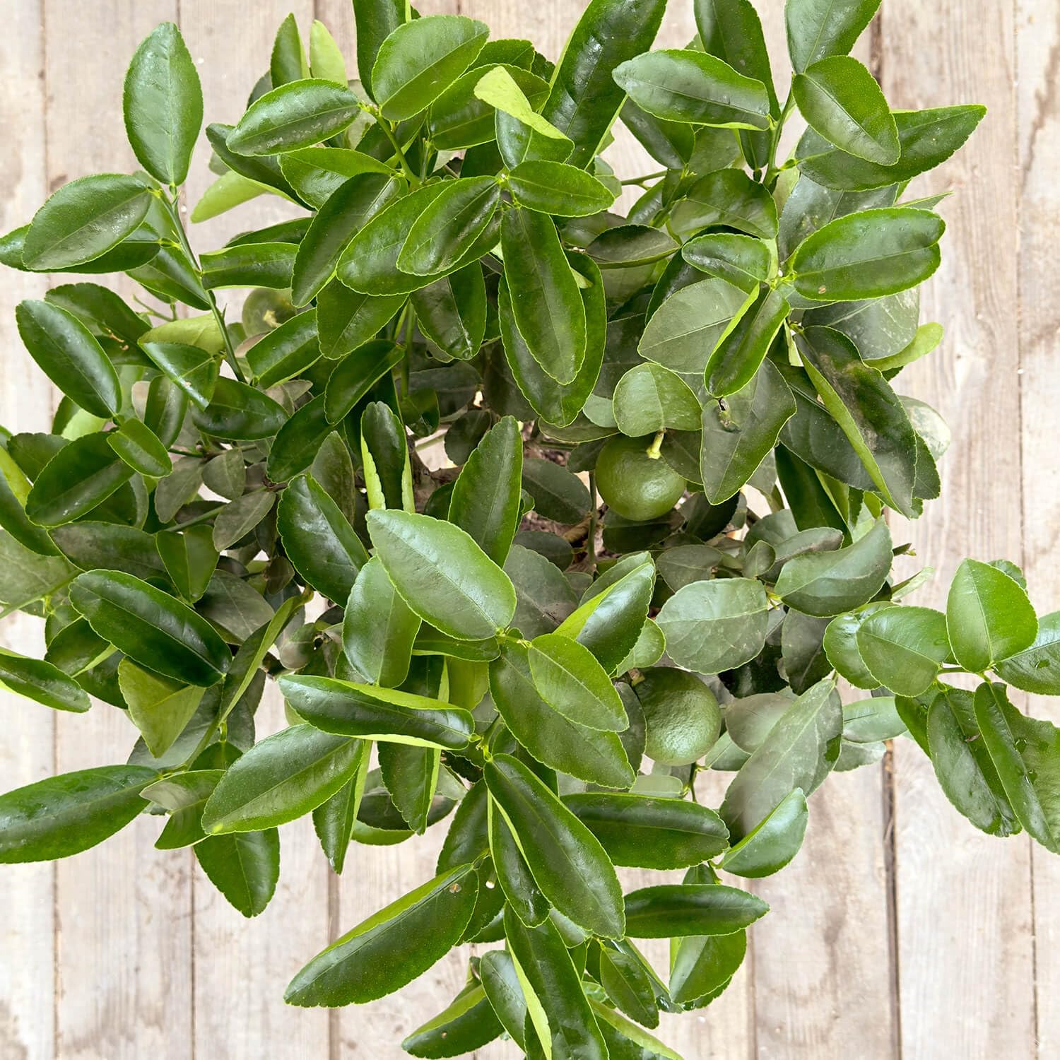 Bloomify® Limettenbaum "Lili" | 70 bis 100 cm großes selbstbefruchtendes Limettenbäumchen | pflegeleichte Limette für für Topf oder Kübel | schöne Blüten, aromatische Früchte