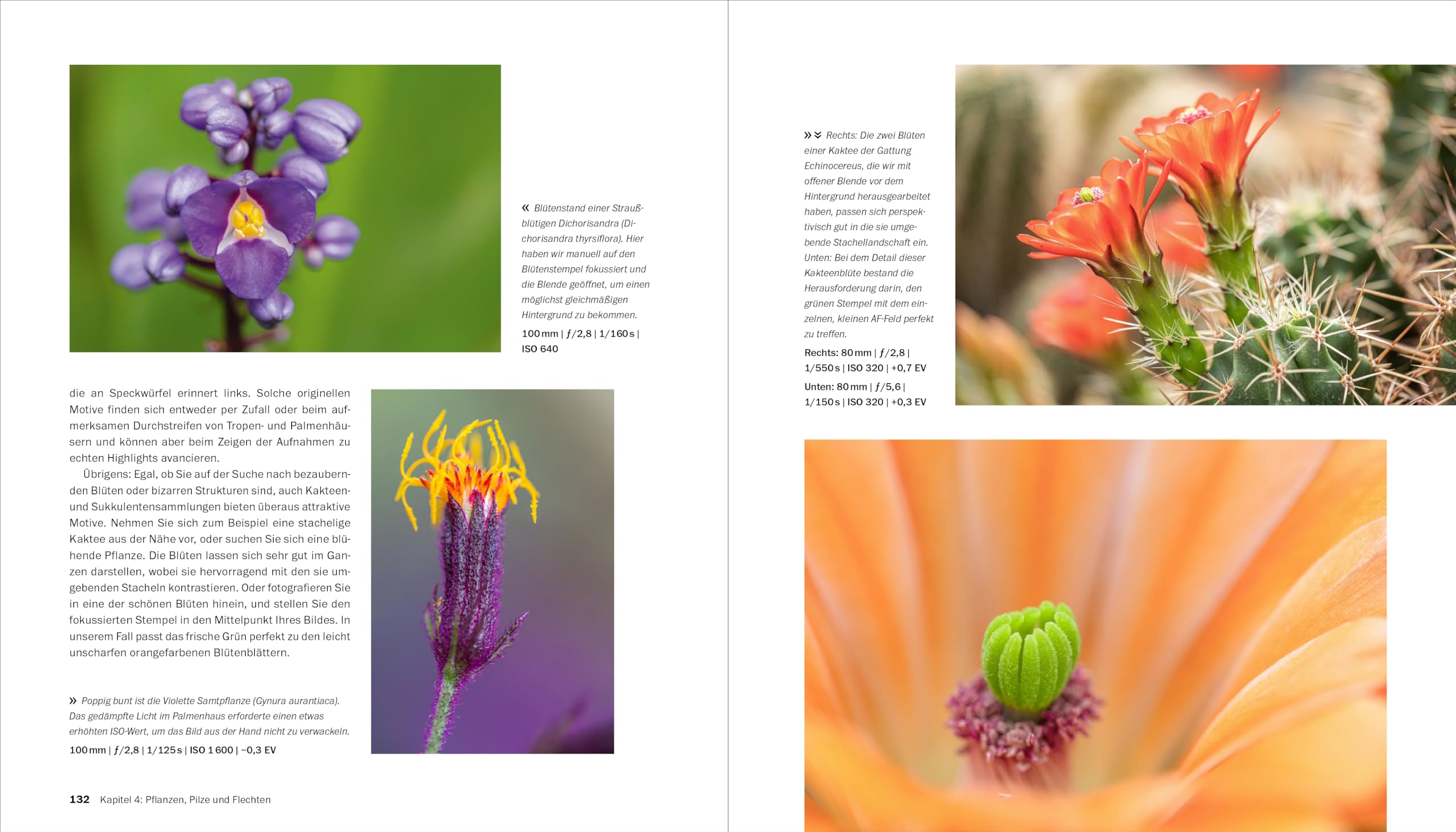 Makrofotografie: Die große Fotoschule. Pflanzen, Insekten und Objekte fotografieren. Ausrüstung, Technik, Bildgestaltung, Motivideen (Auflage 2024)