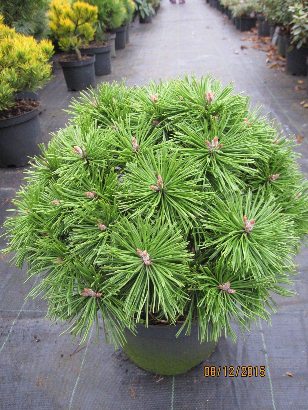 bonsai juniperus itoigawa Itoigawa juniper whips- 1 year old – Left Coast Bonsai