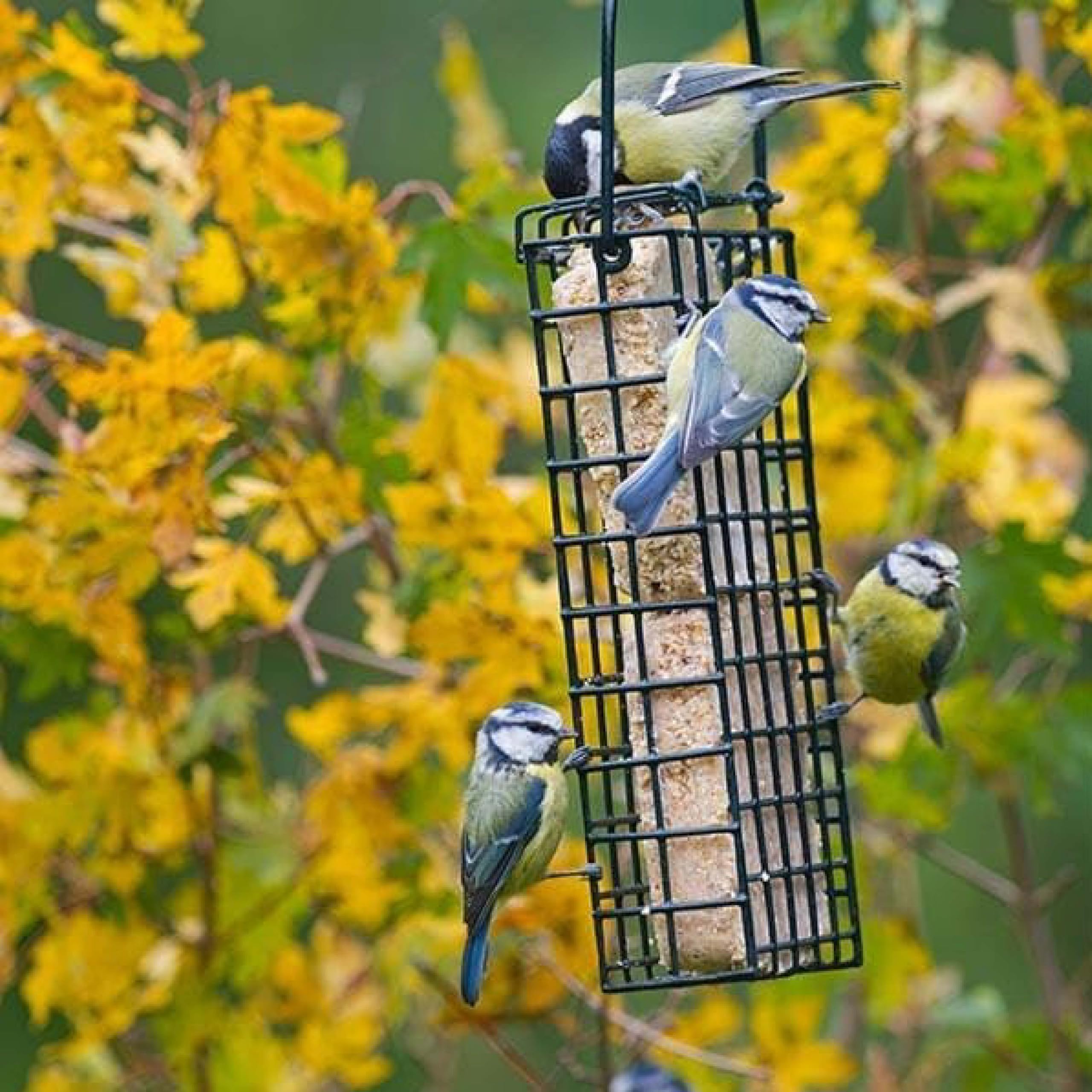 Wiggly Wigglers Bird Feeder Double Suet Block Cake Feeders Hanging Birdfeeders For Two Suet Cakes Garden Birdfeeder For Wild Birds (Feeder + 2 Suet Cakes)