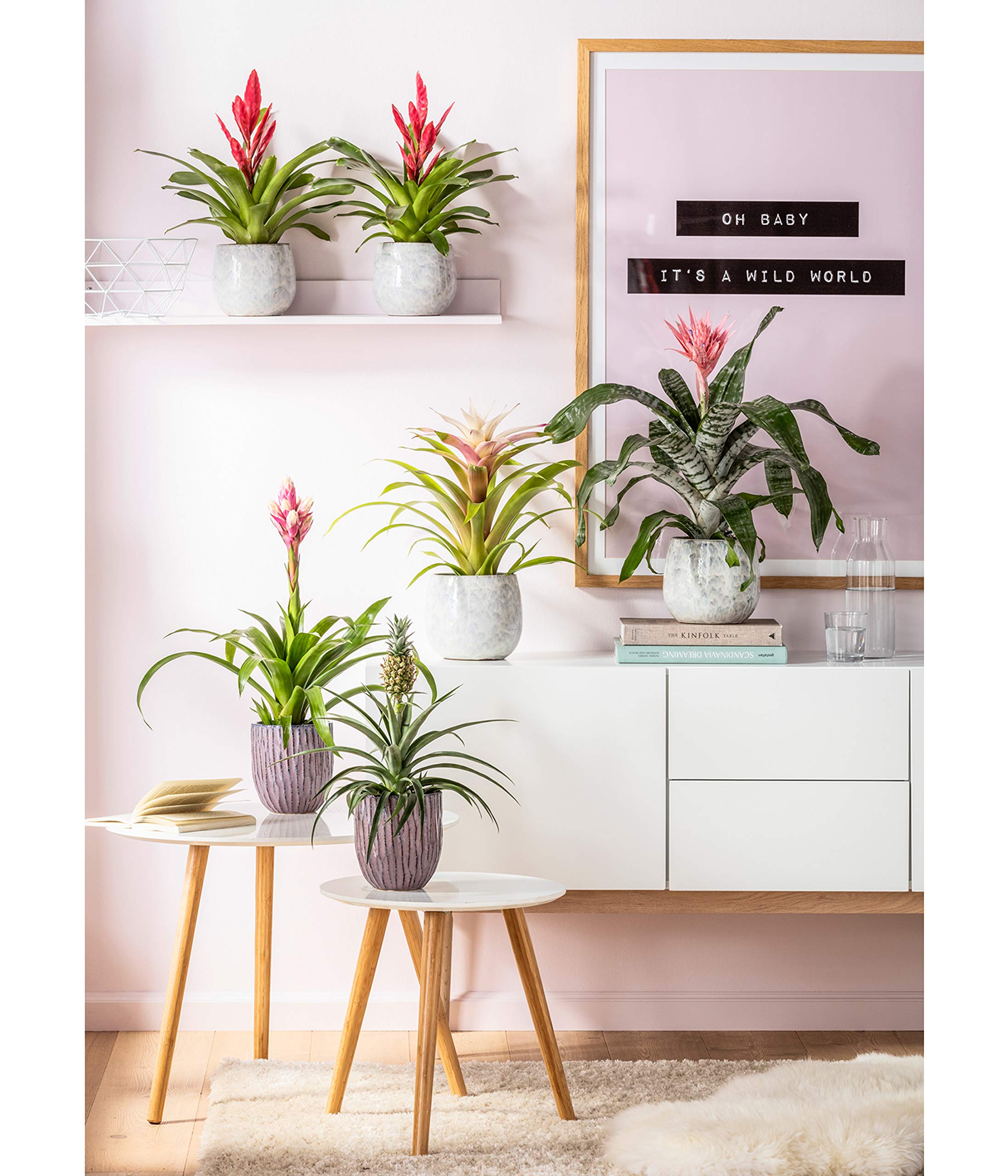 zimmerpflanzen kiel Zimmerpflanzen-Set für kleine Räume (x3) - Clusia rosea princess,  nephrolepis duffi, sansevieria main image 1