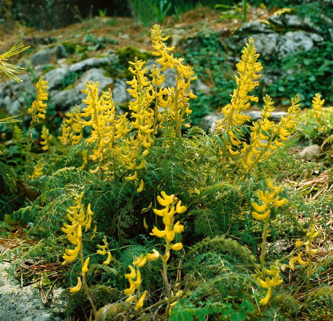 Corydalis cheilanthifolia ca. 9x9 cm Topf - Farn-Sockelblume, gelbe Blten,  Bltezeit Frhling, ideal fr schattige Beete, winterhart, pflegeleicht :  Amazon.de: Garten