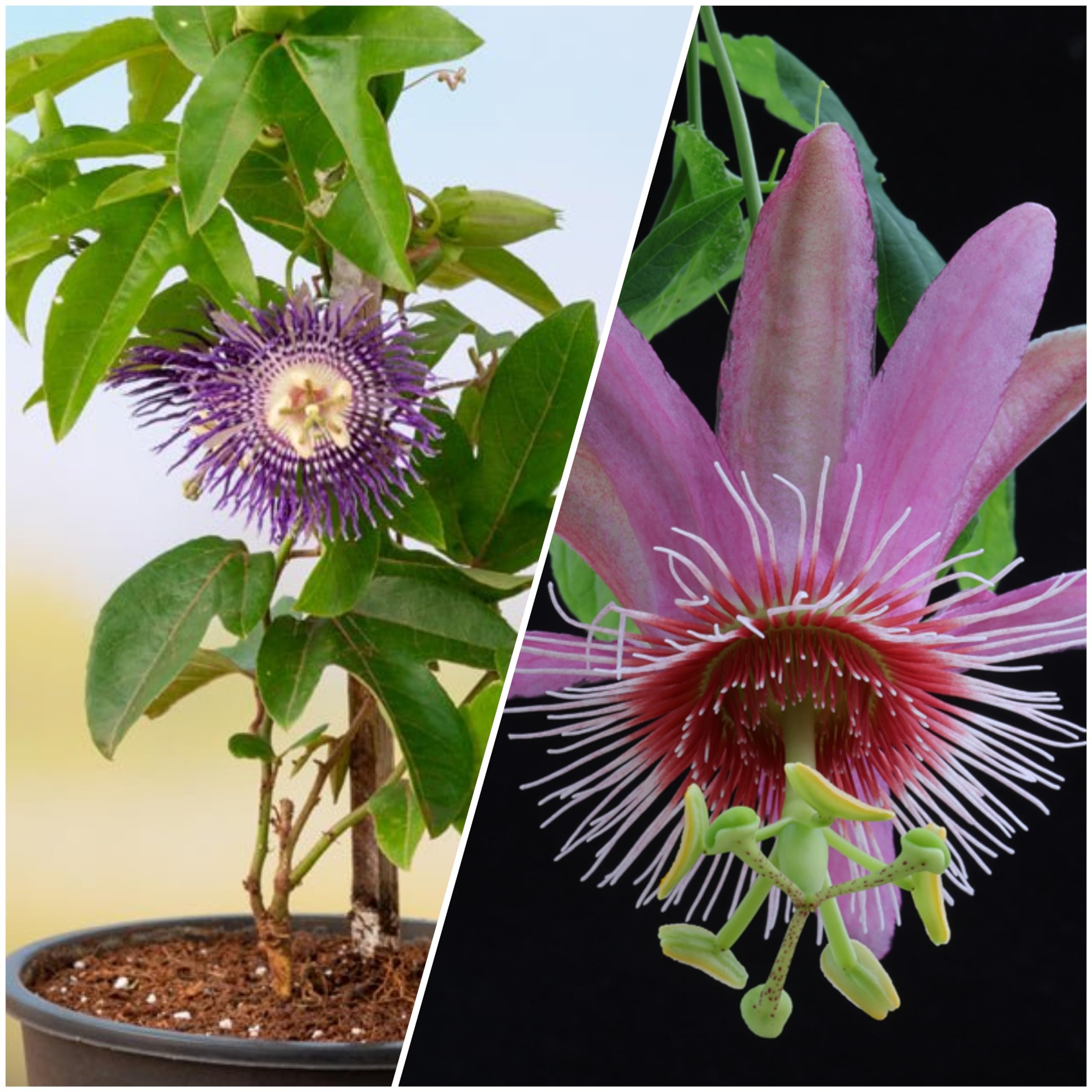 Mature Passion Flower Plants Pack of 2 Blue & Red Variety Best Combo (B0CZ7JZT52) Amazon Price History, Amazon Price Tracker