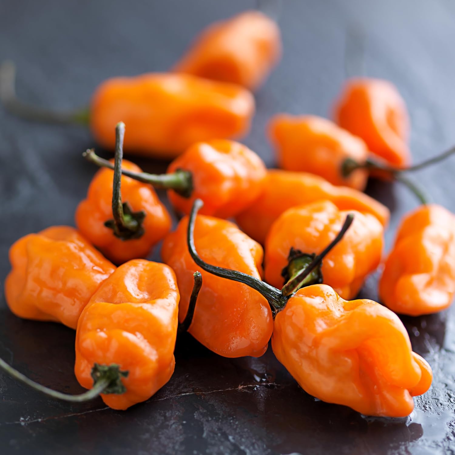 Bonnie Plants Habanero Pepper, Live Plant, 1 Gal., 2-Pack