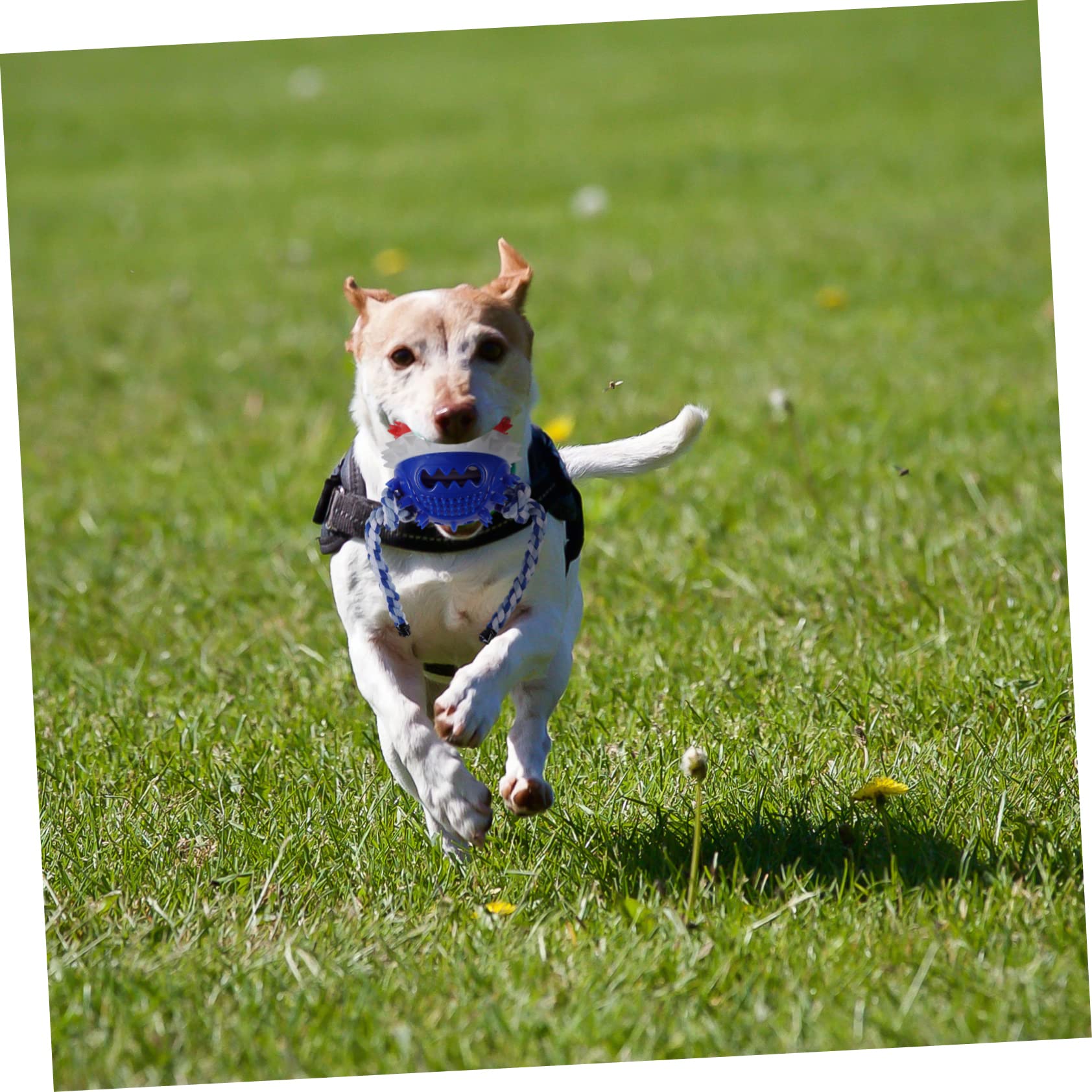 Beaupretty Lot De 2 Jouets À Mâcher pour Chiens Sûrs Et Interactifs pour Le Nettoyage des Dents des Chiots