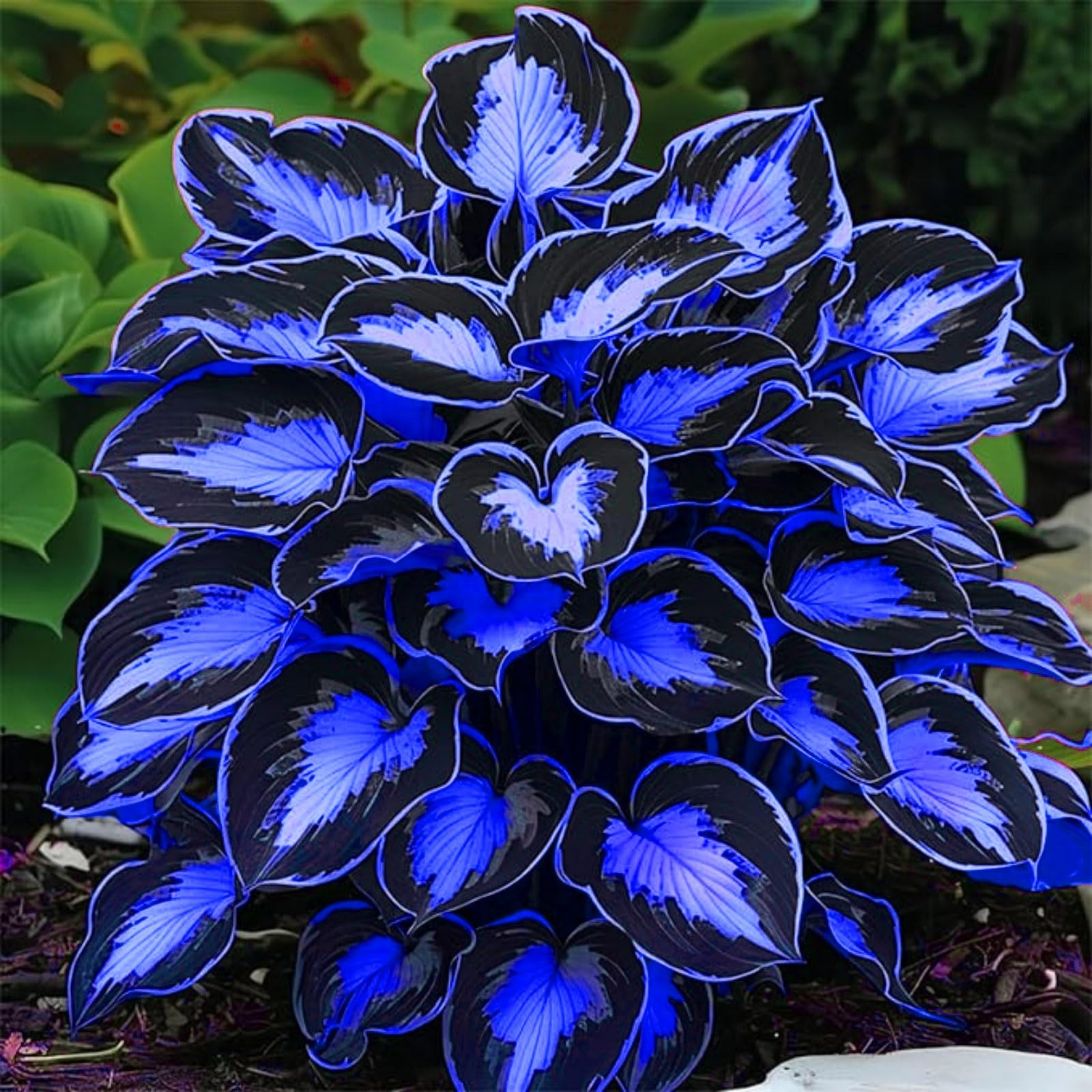 Hostas for Planting UK, Hardy Perennial, Excellent Display, Mix Greening Flower, Natural Organic, Wedding, Balcony Garden-6 Bulbs-H โ image 1