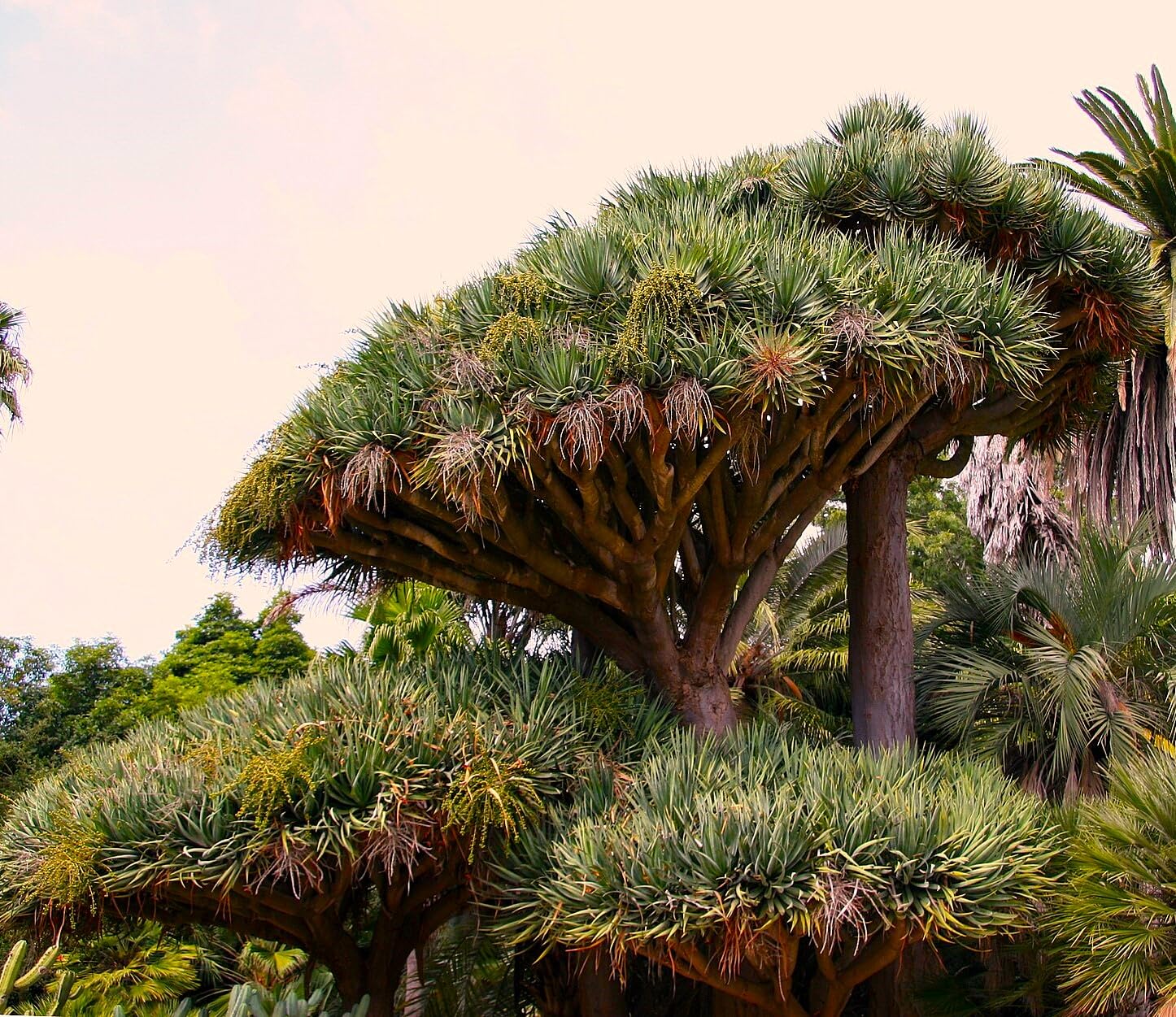6 Semillas de Drago de Canarias (Dracaena draco), Árbol Milenario