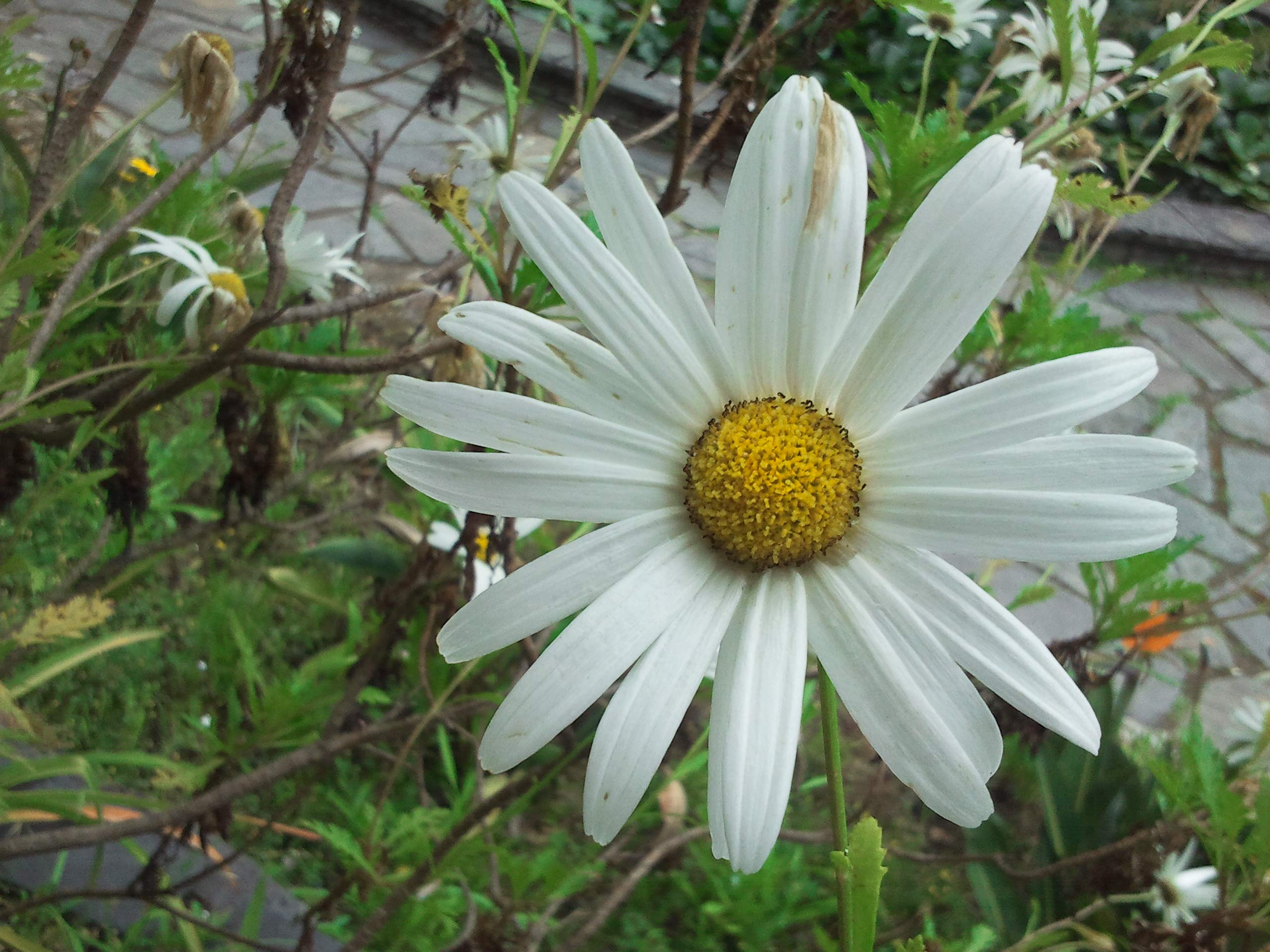 Chrysanthemum leucanthemum Maikönigin (100 Gramm)
