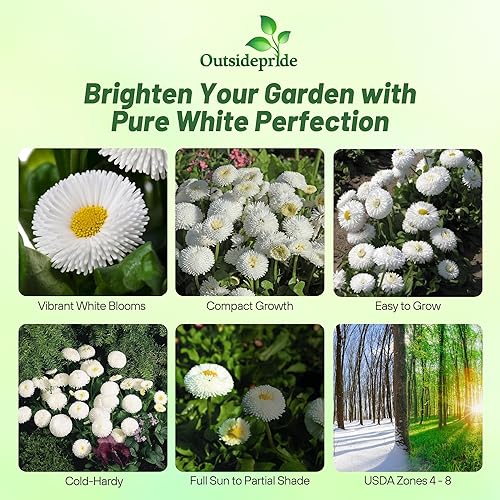 Miniatura 9 de Outsidepride Red Bellis - Semillas de margaritas inglesas para plantar, 5000 unidades, semillas de flores compactas con flores similares a botones,