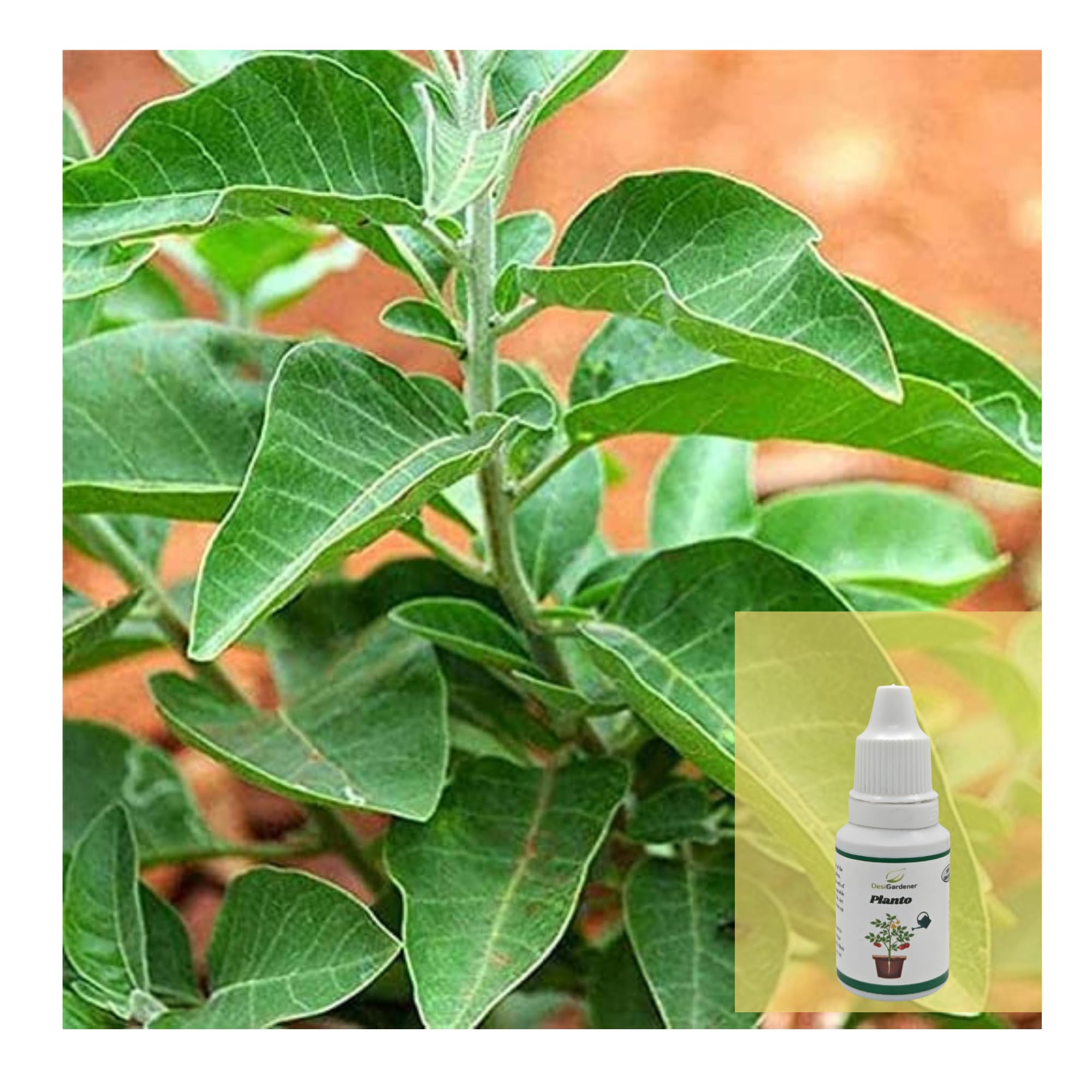 Ashwagandha Medicinal Live Plant with Pot – Withania Somnifera Indian Ginseng Ayurvedic Herb for Home Garden – Healthy Plant with Secure Packaging | Free Planto Included
