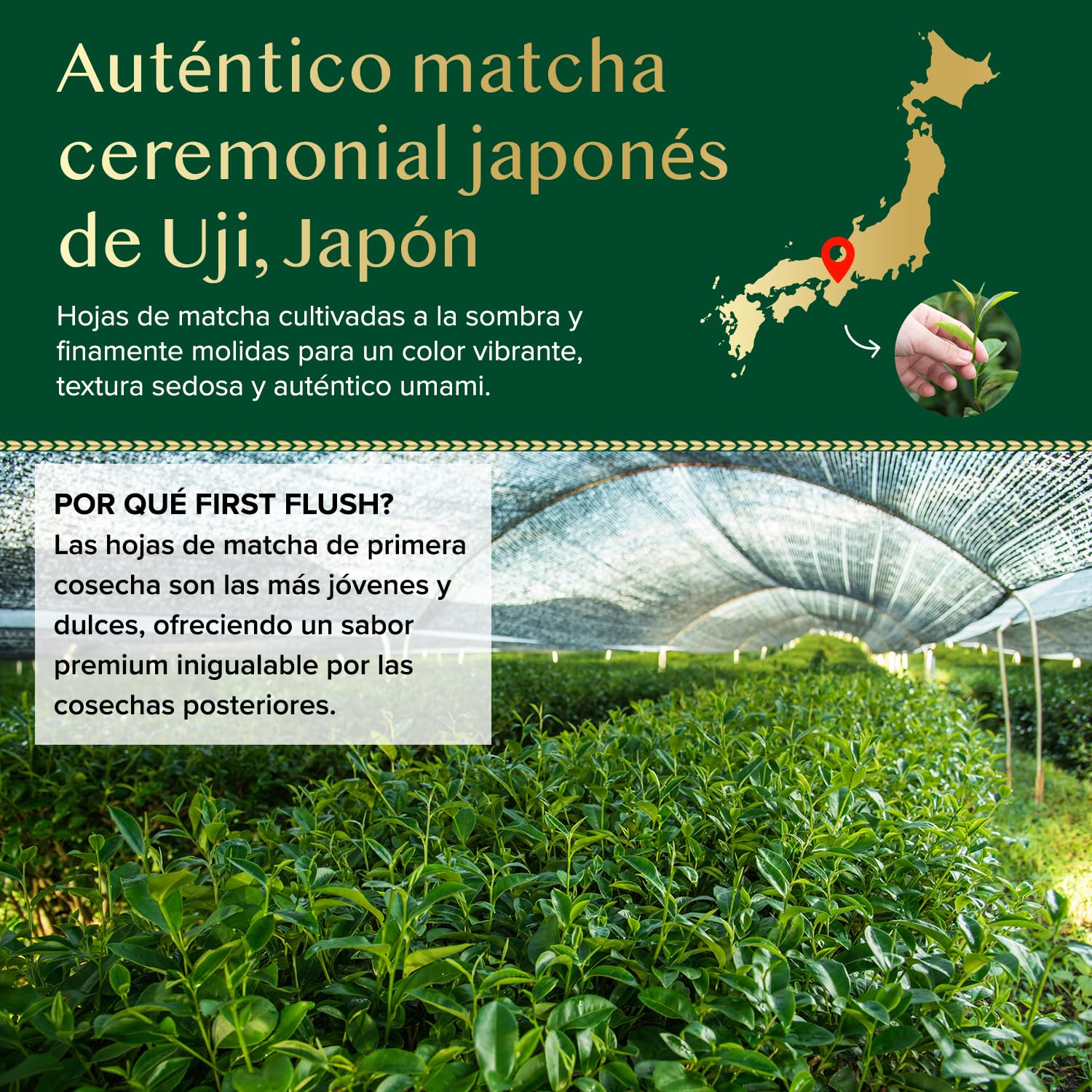 VAHDAM Matcha Ceremonial 30g | Té Verde Matcha Japonés Grado Ceremonial de Uji, Japón | Polvo Ultra Fino y Sedoso | Sabor Delicado Sin Amargor | Ideal para Ceremonia del Té y Matcha Latte