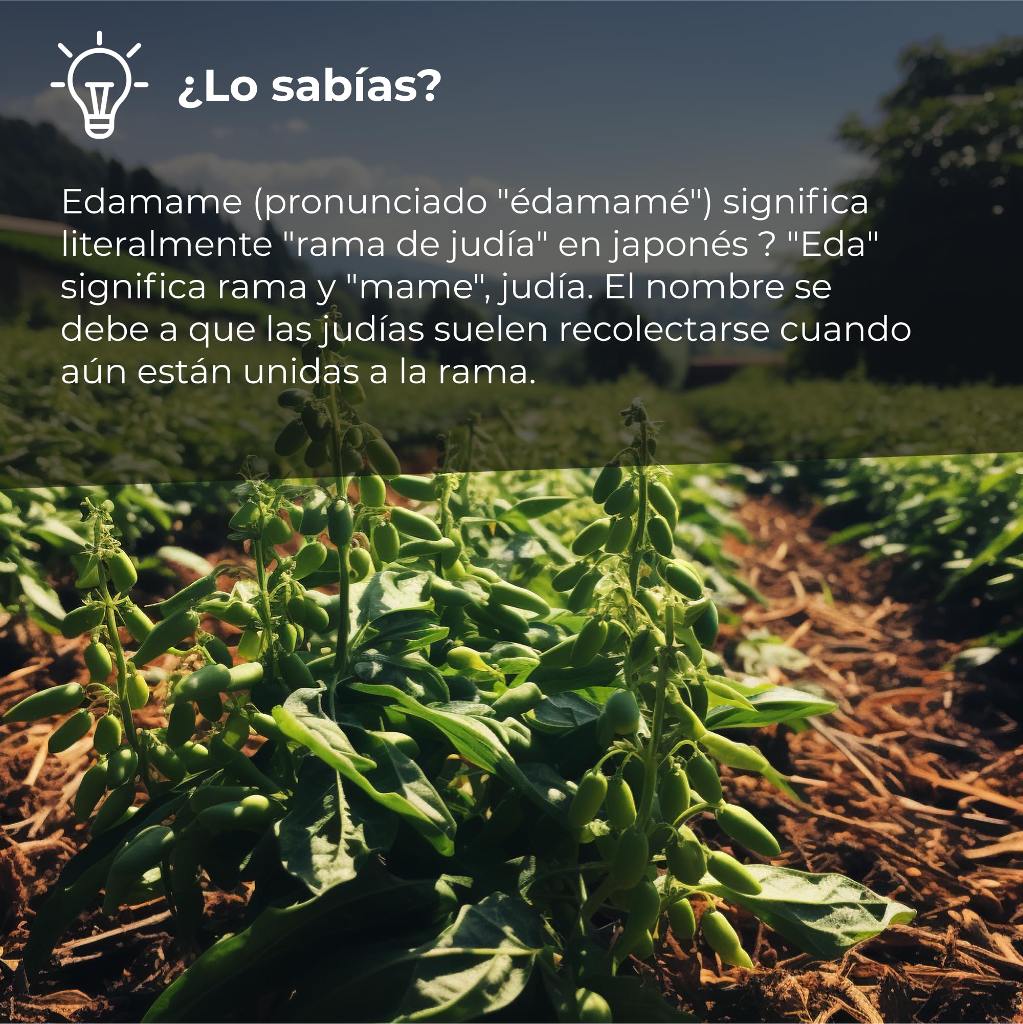 Habas de Soja Negra Tostadas 1kg | Soja Madura Tostada Ligeramente Saladas | 100% Origen Natural | Libre de Transgénicos (GMO free) | Altas en Fibra | Proteína para Veganos y Vegetarianos | Dorimed