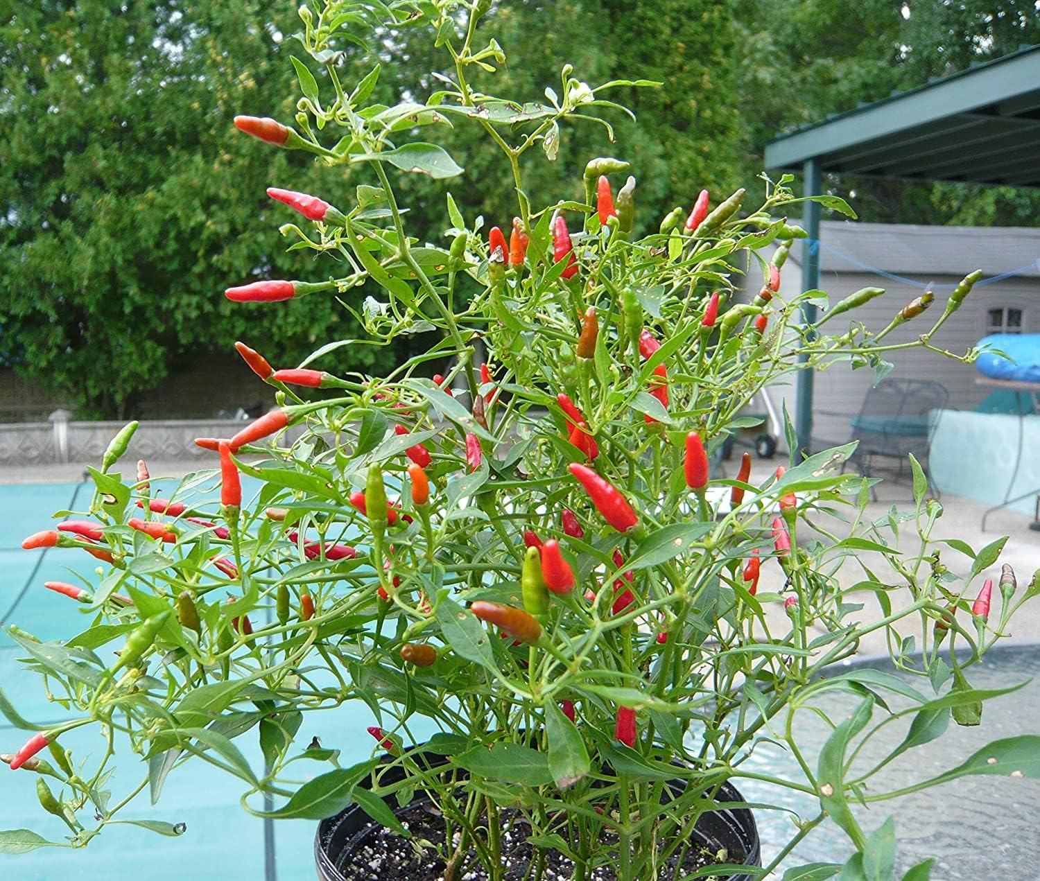 Surajmukhi Mirchi/Surajmukhi Chilli seeds for all season | 111 seeds per pack (B0D7J3B2V1) Amazon Price History, Amazon Price Tracker
