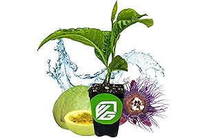 Wellspring Gardens: Granadilla Passion Fruit Vine - Passiflora quadrangularis