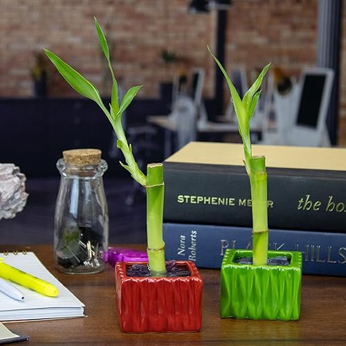 Miniatura 9 de Tallo individual de bambú de la suerte vivo de 4 pulgadas con maceta cuadrada roja, planta de interior para buena suerte, fortuna, Feng Shui y