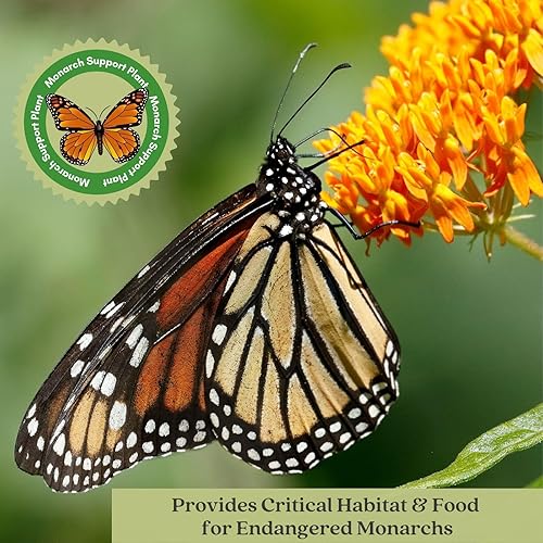 Miniatura 6 de Clovers Garden Asclepias Tuberosa (algodoncillo mariposa) - Dos (2) plantas vivas - Sin OMG - Sin semillas - Cada una de 4 a 8 pulgadas de alto