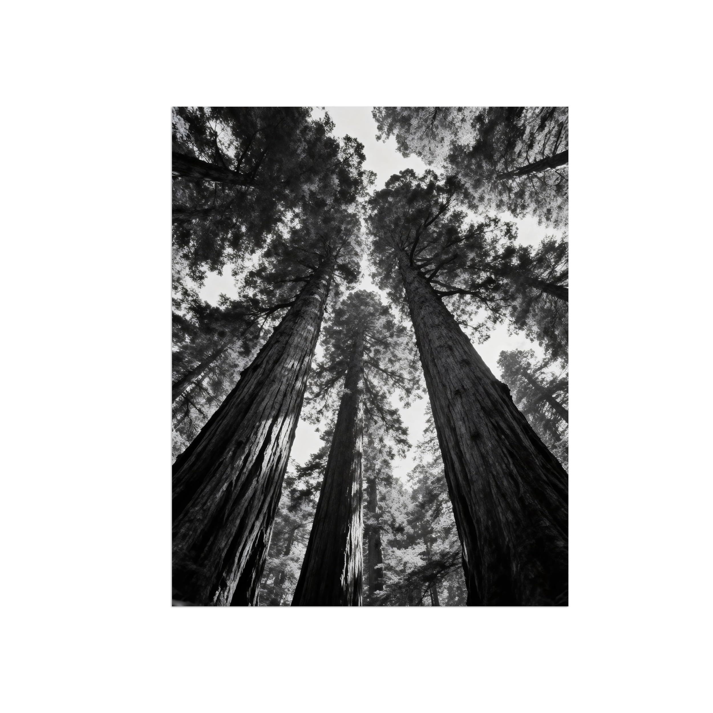 OZPWBVY Black and White Landscape Print Painting-Forest Tree 10-Minimalist Canvas Wall Art Picture for Home Decor 16x20in 40x50cm Unframed