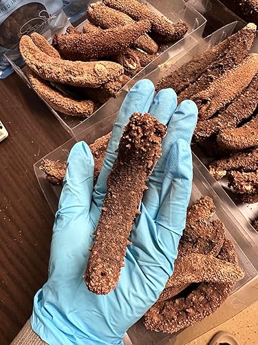 Miniatura 8 de DOL Wild Alaska Red Sea Pepino 9-12pcs 7-9 años 9-12 (pepino de mar seco)- en caja grande 8oz/caja