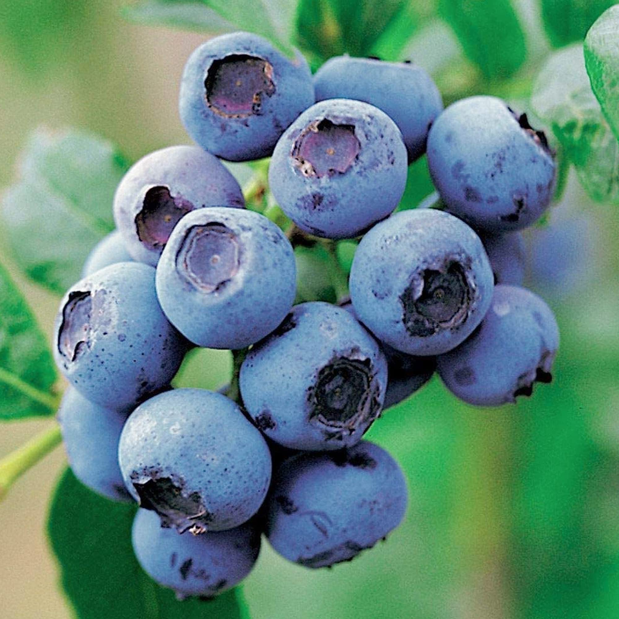 Blueberry Vaccinium corymbosum 'GoldTraube' Deciduous Fruit Shrub | 9cm Pot