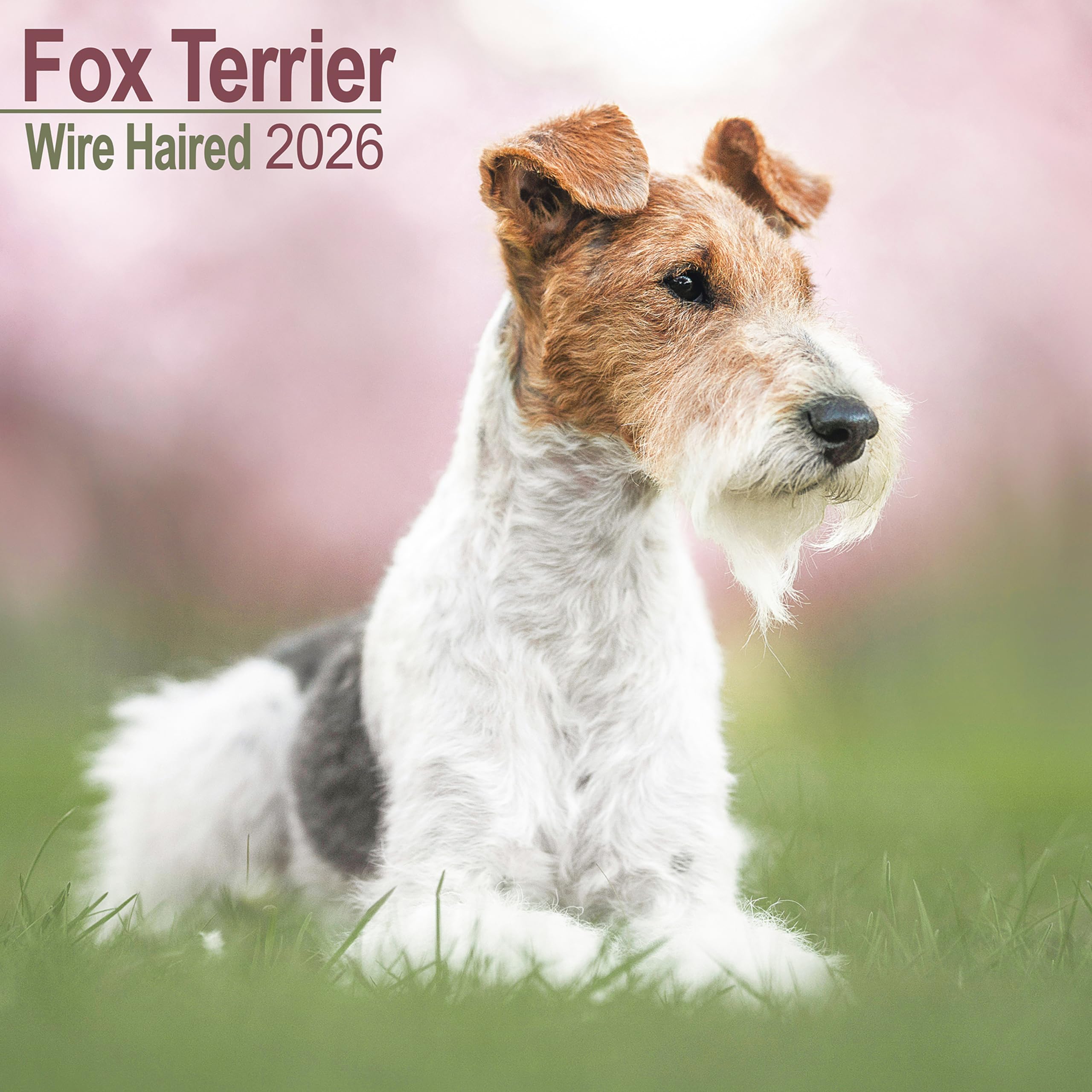Wire Haired Fox Terrier Calendar 2026, Wall Calendars, Month To View, Dogs, Gift