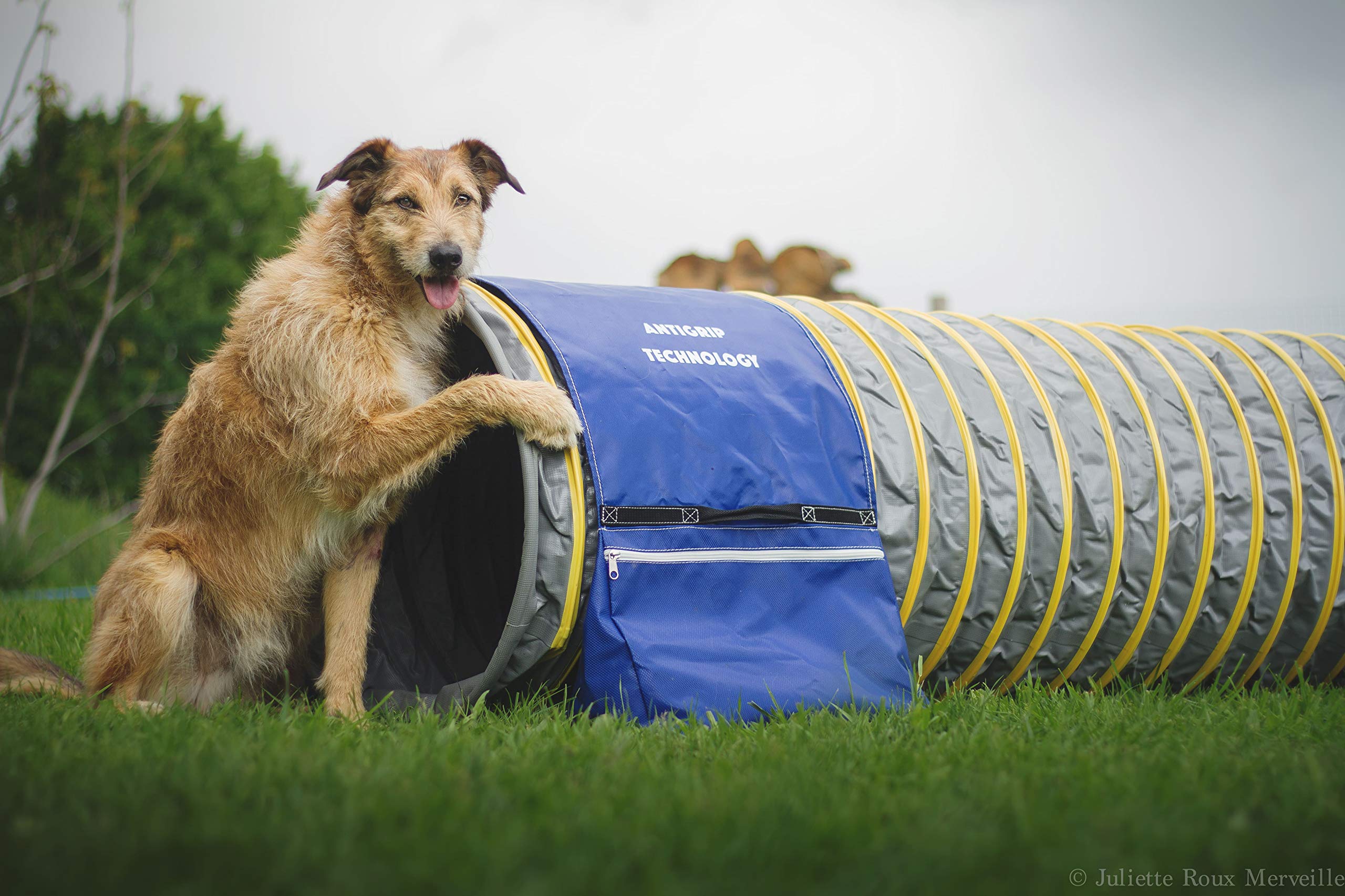 Tunnel d'agility stabilisé grâce au sac de lestage antidérapant bleu