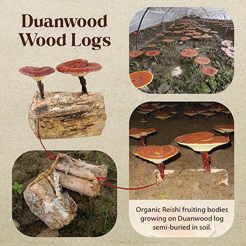 Miniatura 3 de Dragon Herbs Duanwood Reishi Drops • Suplemento de hongos • Montaña cultivada orgánicamente en troncos • Extracciones triples • para inmunidad,