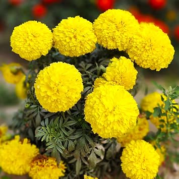 TomorrowSeeds - Yellow Brocade French Marigold Seeds - 1000+ Count & 1000+ Cracker Jack African Marigold - for 2026 Planting Dwarf Tagetes Patulas Large Double Crested Container Pollinator Garden