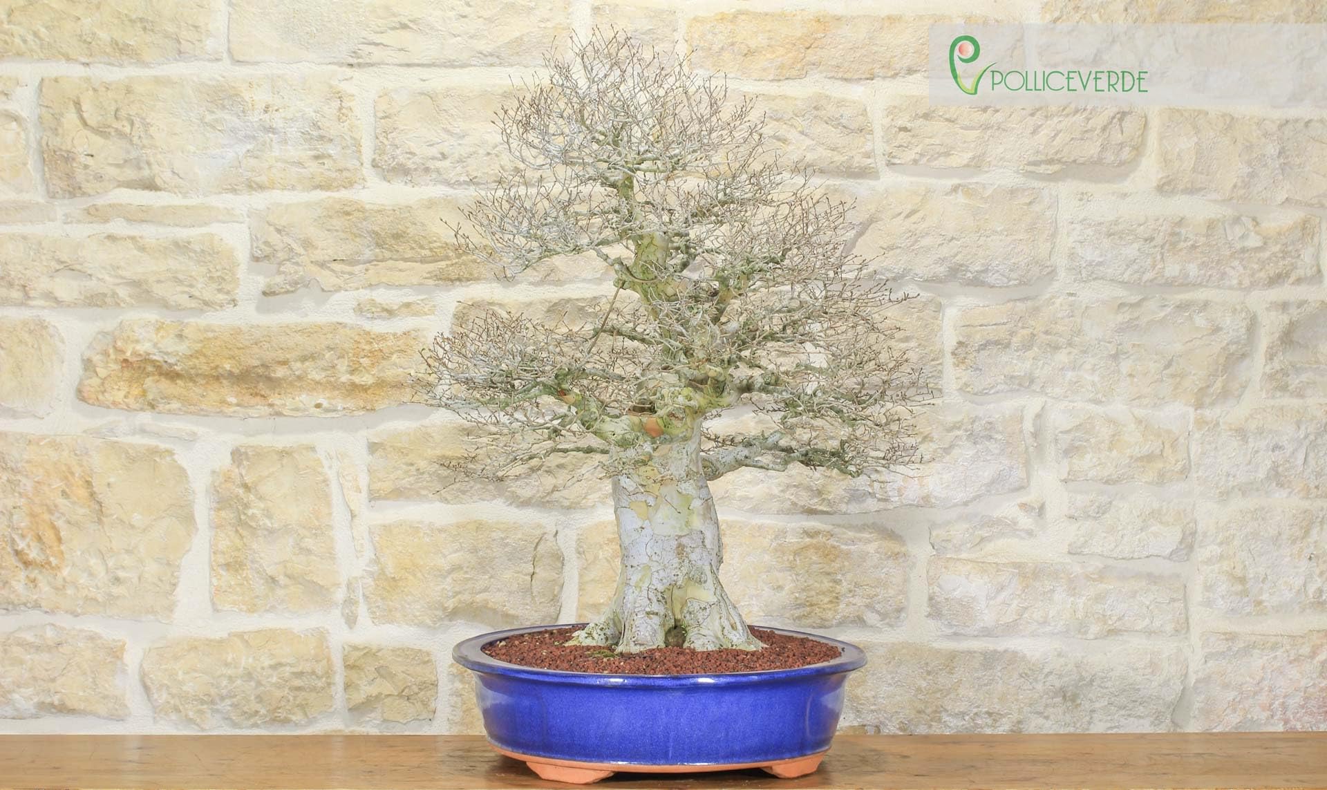 Bonsai di Zelkova Parvifolia (80)