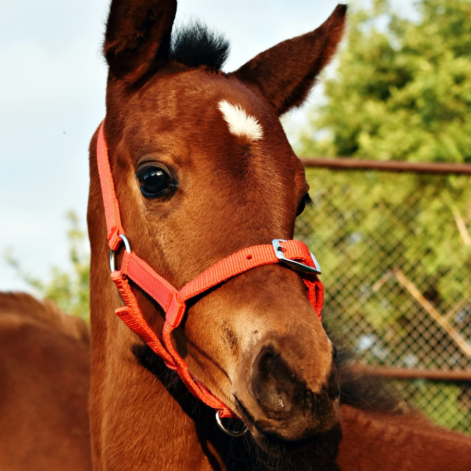 Licol D'équitation Rembourré Pour Poulain – Nylon Réglable, Doux, Rouge, Pour Entraînement, écurie Et Transport