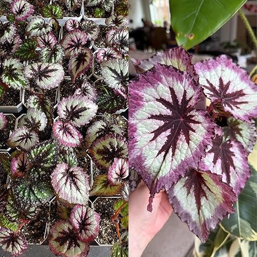 Miniatura 4 de 2 plantas vivas de Begonia Angel Wing Maculata, tamaño de 5-9 pulgadas de alto, plantas de begonia con lunares surtidas, plantas decorativas de