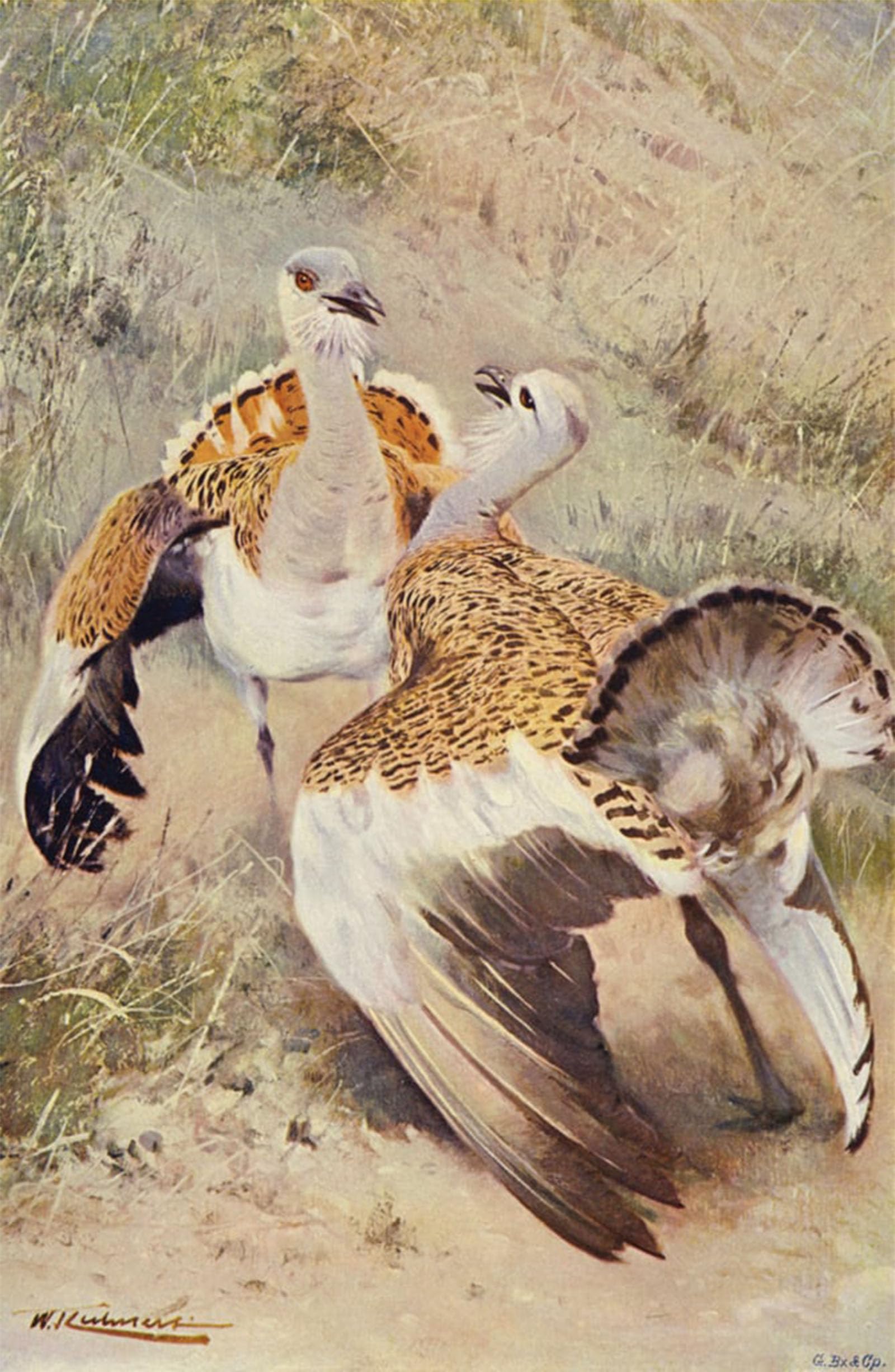 ARTXLXXBN Famous Painting Canvas Artwork Graffiti Print Great Bustard by After Wilhelm Kuhnert Portrait Canvas Image for Home Decor 60x90cm