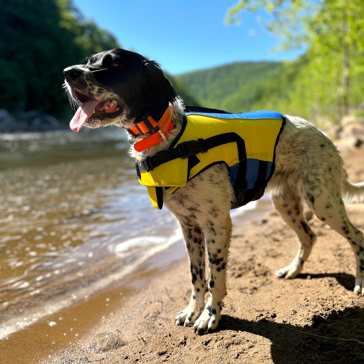 Body Glove Ripstop Dog Life Jacket (Yellow/Blue, Large)