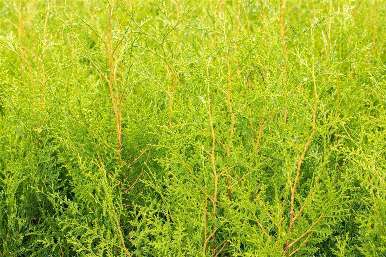 Thuja occidentalis 'Brabant' 150175 cm  Winterhart, Immergrn,  Pflegeleicht  Lebensbaum  Heckenpflanze fr Garten & Sichtschutz :  Amazon.de: Garten