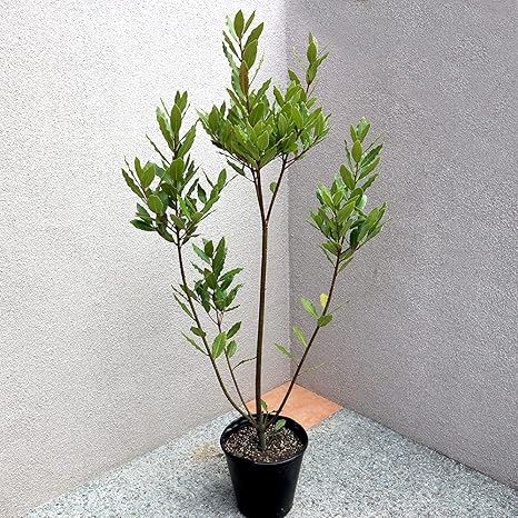 Amazon Co Jp 月桂樹 ゲッケイジュ 8号ポット 大苗 ポット苗なので年中植付け可能 品種で選べるハーブ大苗 1個売り 庭植えにも鉢植え にも向く常緑樹で 耐寒性もあり育てやすい品種です 料理に使う月桂樹 ローリエ より香りは少ないので 主に観葉植物として用い Amazon Co Jp 月桂樹 ゲッケイジュ 8号ポット 大苗 ポット苗なので年中植付け可能 品種で選べるハーブ大苗 1個売り 庭植えにも鉢植え にも向く常緑樹で 耐寒性もあり育てやすい品種です 料理に使う月桂樹 ローリエ より香りは少ないので 主に観葉植物として用い