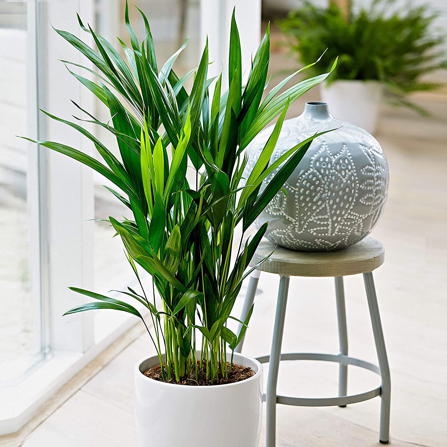 Garden Art Live Areca Palm PLant with 8 Inch Pot Indoor Outdoor Real  Houseplant Air Purifier Approved by NASHA for Home, Office, Garden Decor  n(Pack of Healthy Plant) : Amazon.in: Garden &