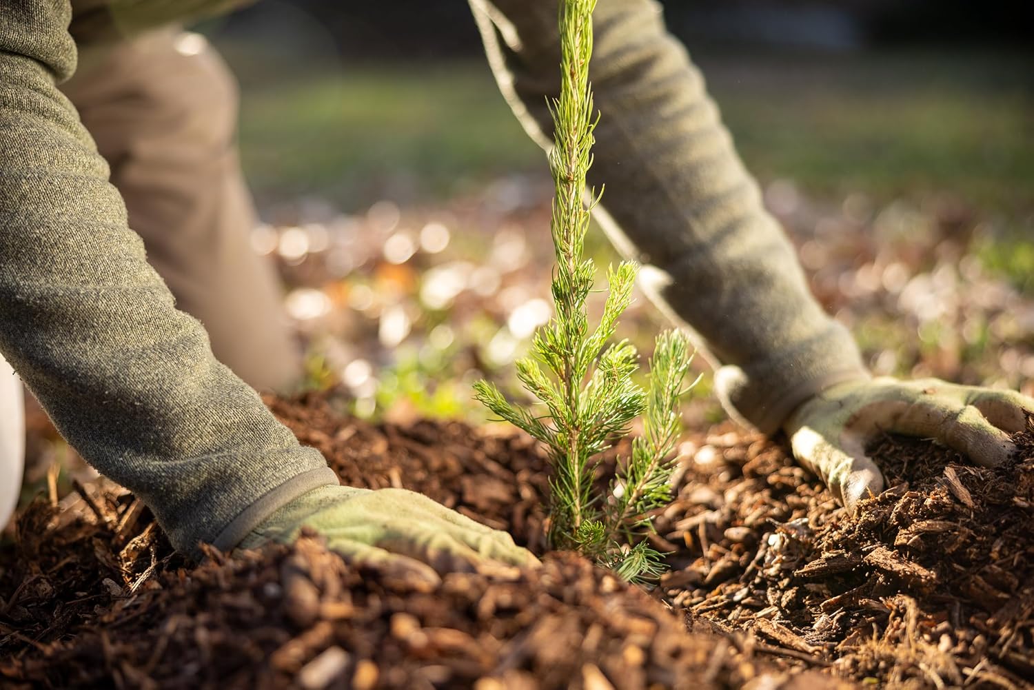 White Pine Live Tree Seedlings Plug | 6"-12" | Arbor Day Foundation - (Due to Agricultural Laws, Unavailable to AZ, CA, ID, ME, MT, OR or UT) (10-Pack)