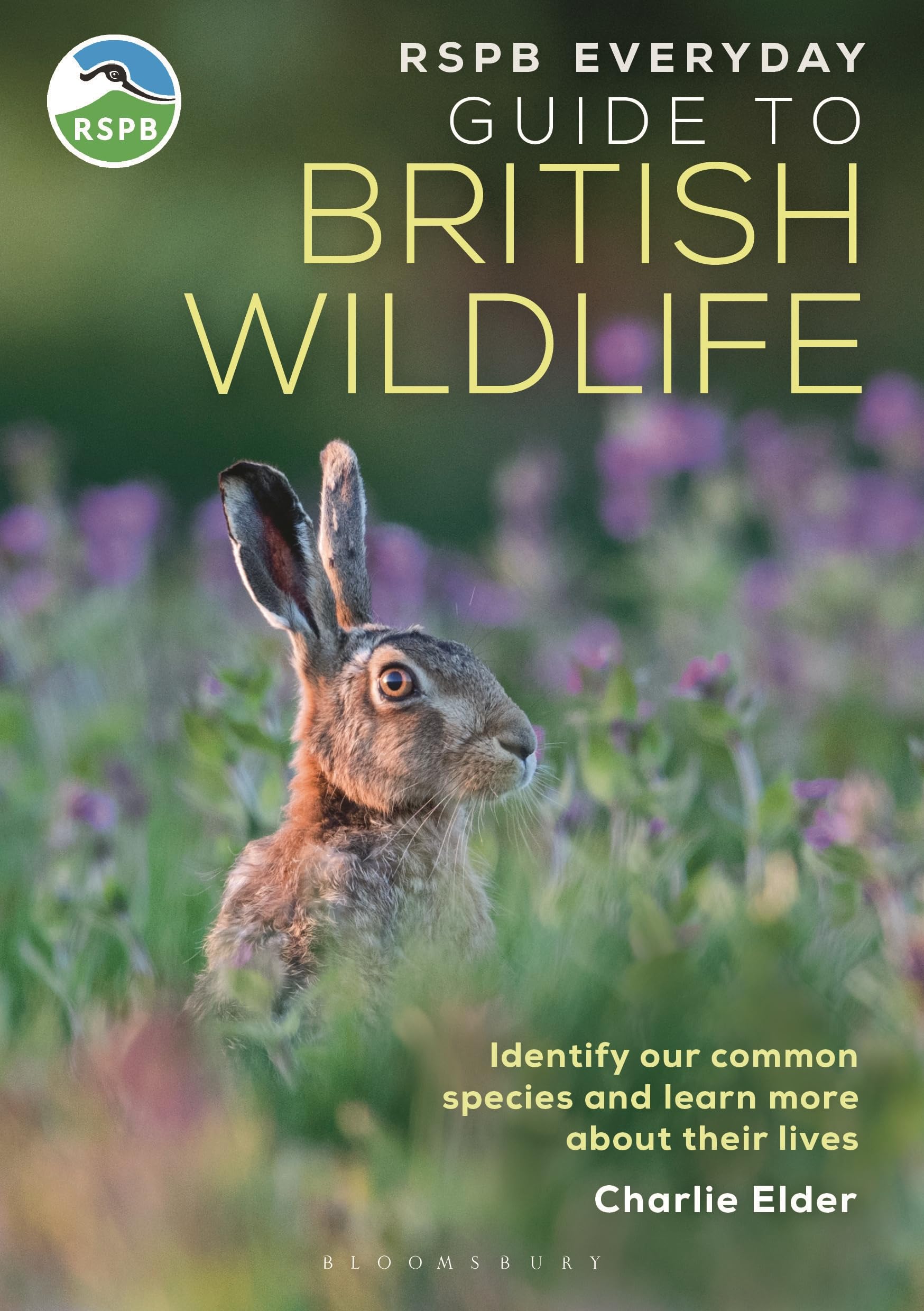 The RSPB Everyday Guide to British Wildlife: Identify our common species and learn more about their lives