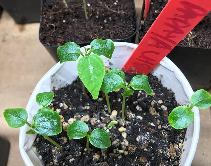 HAWAIIAN PAPAYA FRUIT SEEDS GROW HAWAII Patio, Lawn & Garden