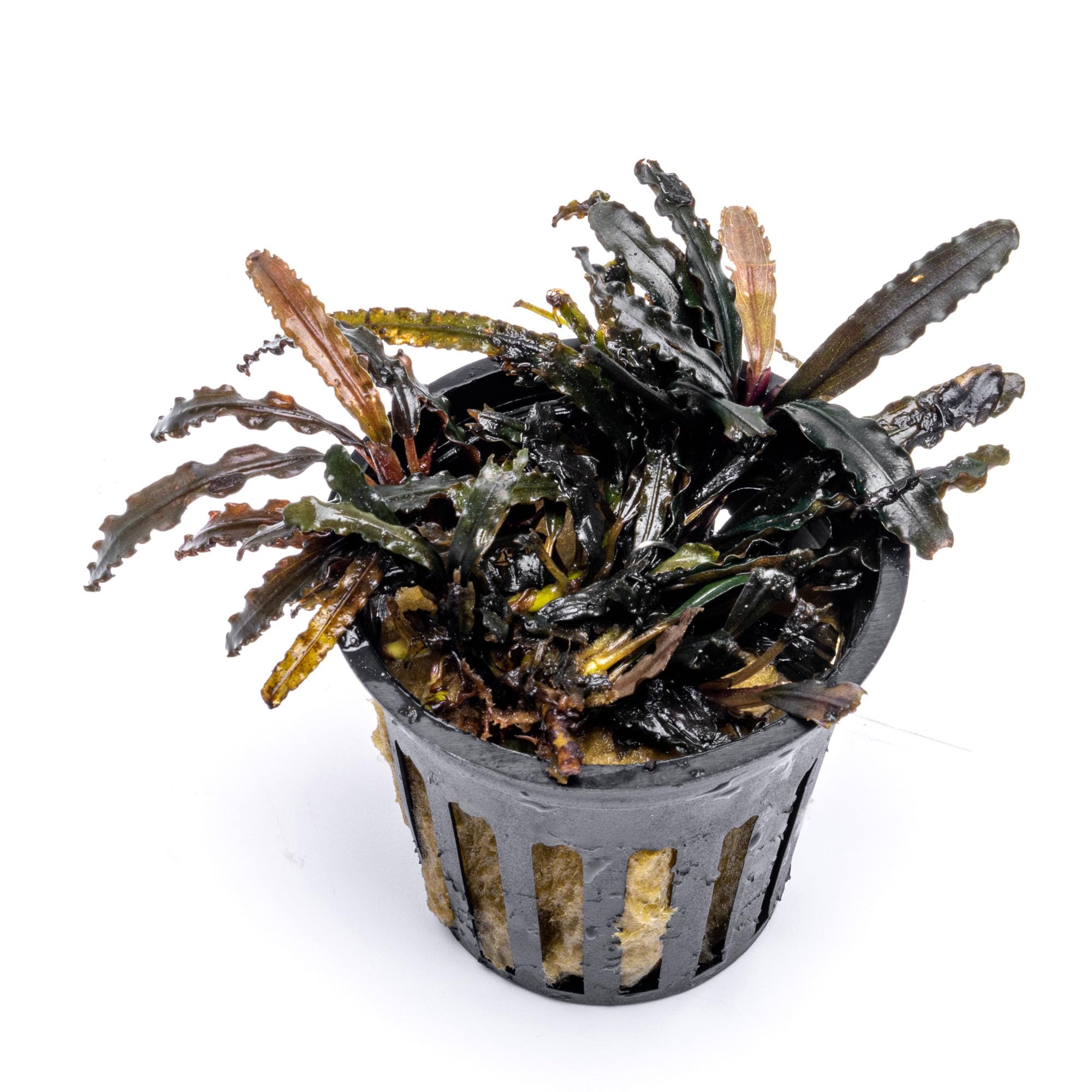 Amazon.com: SubstrateSource Live Plants - Bucephalandra Catherine