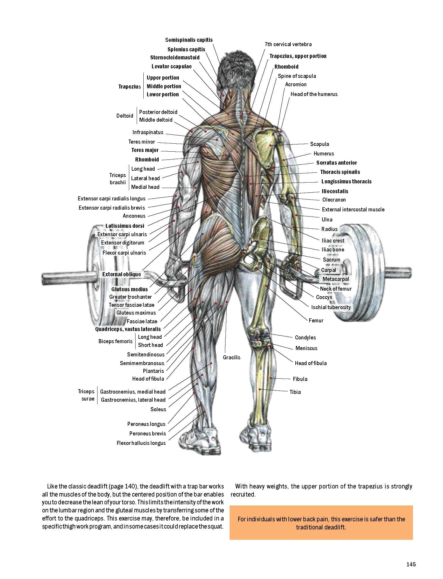 Strength Training Anatomy