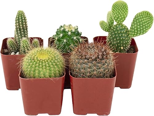 Miniatura 2 de Shop Suculents  Colección surtida  Variedad de juego de plantas suculentas de interior vivas totalmente arraigadas 5 unidades