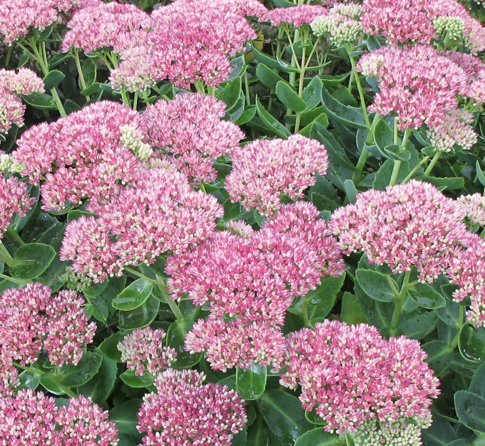 Sedum ‘Herbstfreude’ Potted Plants Succulent Perennial Flowering Garden Plants Easy to Grow Your Own 1x 9cm Pot by Thompson and Morgan