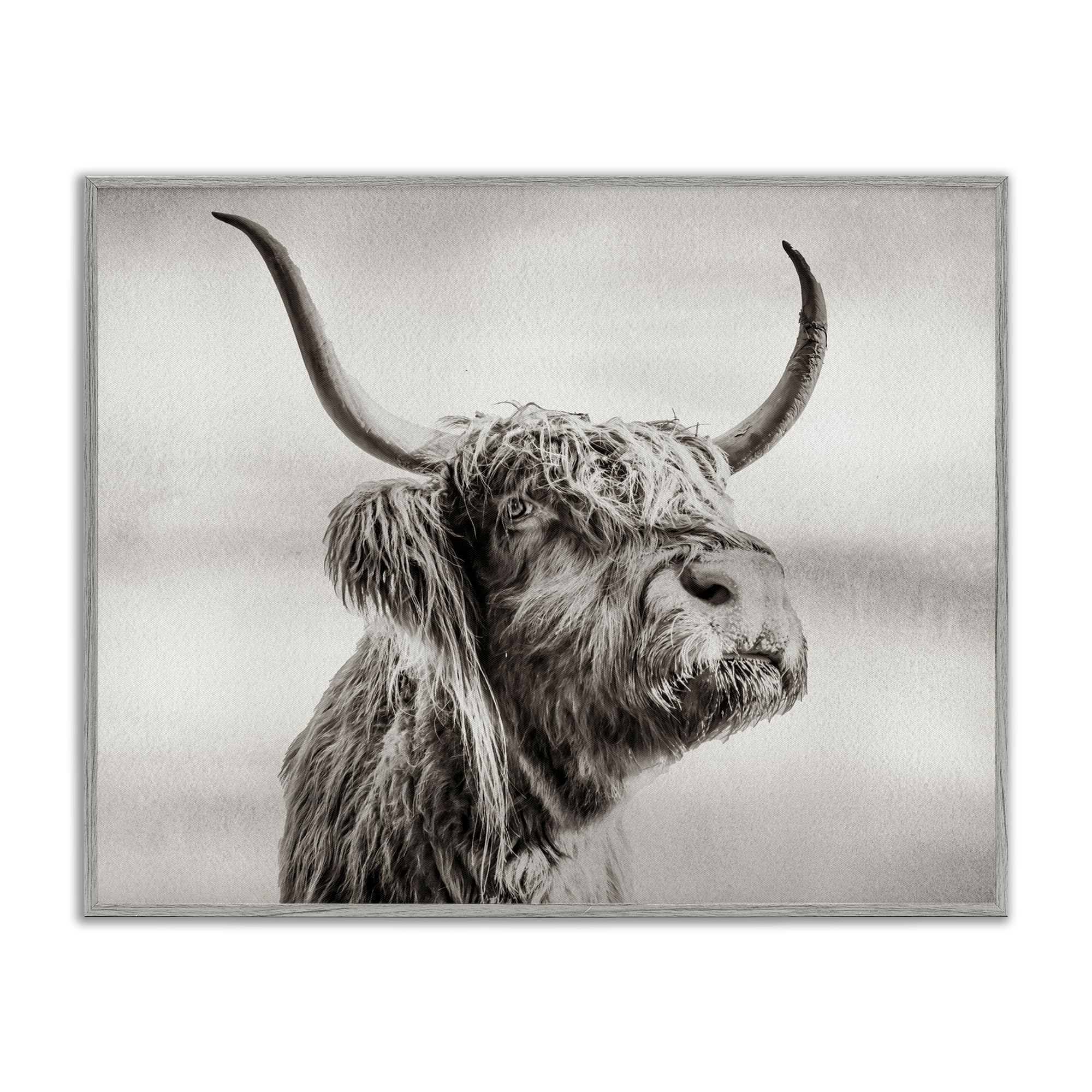 Stupell Industries 'Horned Highland Cow Gazing', Framed Giclee Art, Gray, 14 x 11 Inches, Easy to Hang and Sturdy, Made in USA, by Julia Frost