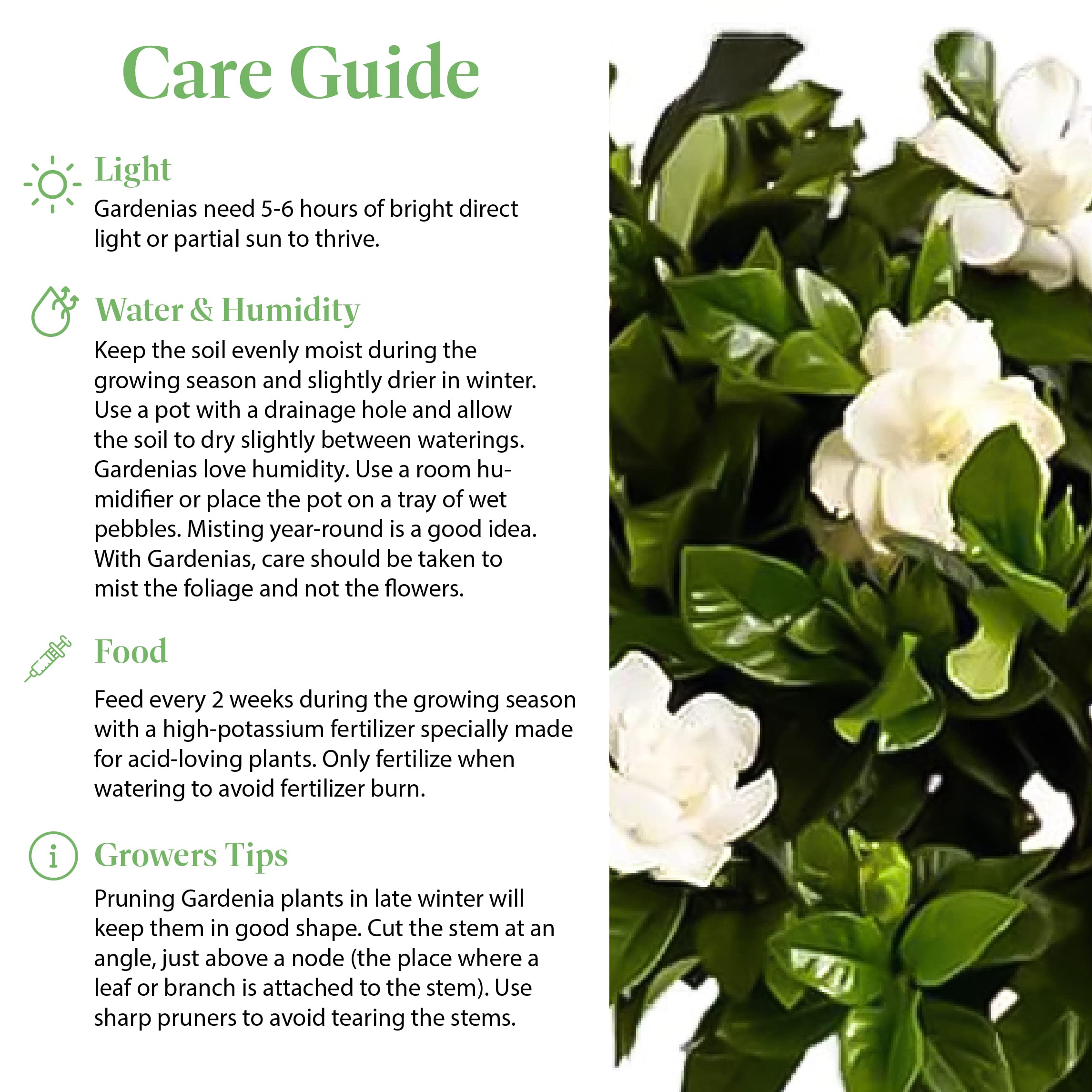 Amazon.com : American Plant Exchange Mini Gardenia Vetchii Tree, Live  6-Inch Indoor Flowering Plant, Fragrant Houseplant for Home or Office, for  Mother's Day & Year-Round Dcor : Patio, Lawn & Garden